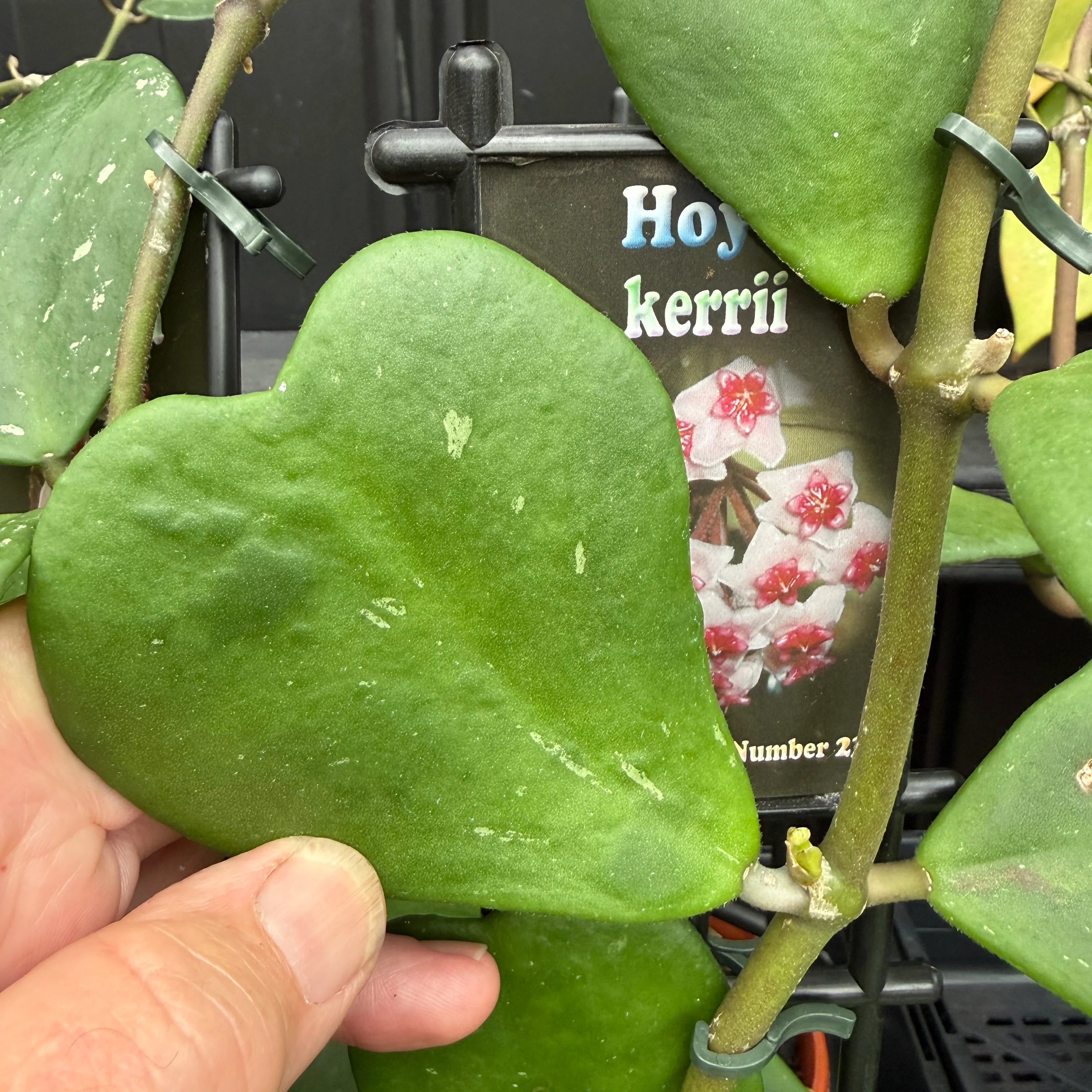 Hoya kerrii 'Heart Hoya' - H023