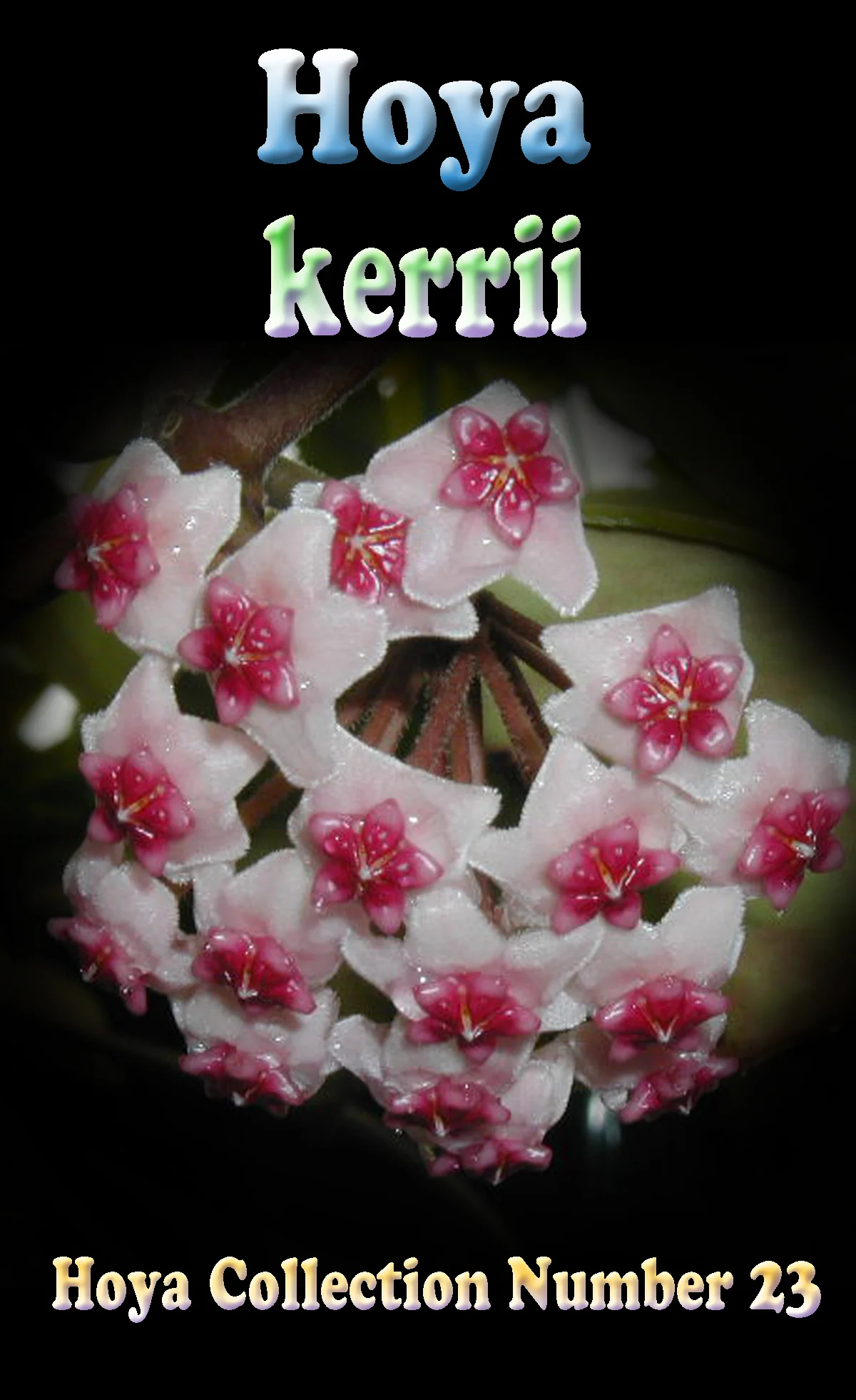 Hoya kerrii 'Heart Hoya' - H023 - Image 3