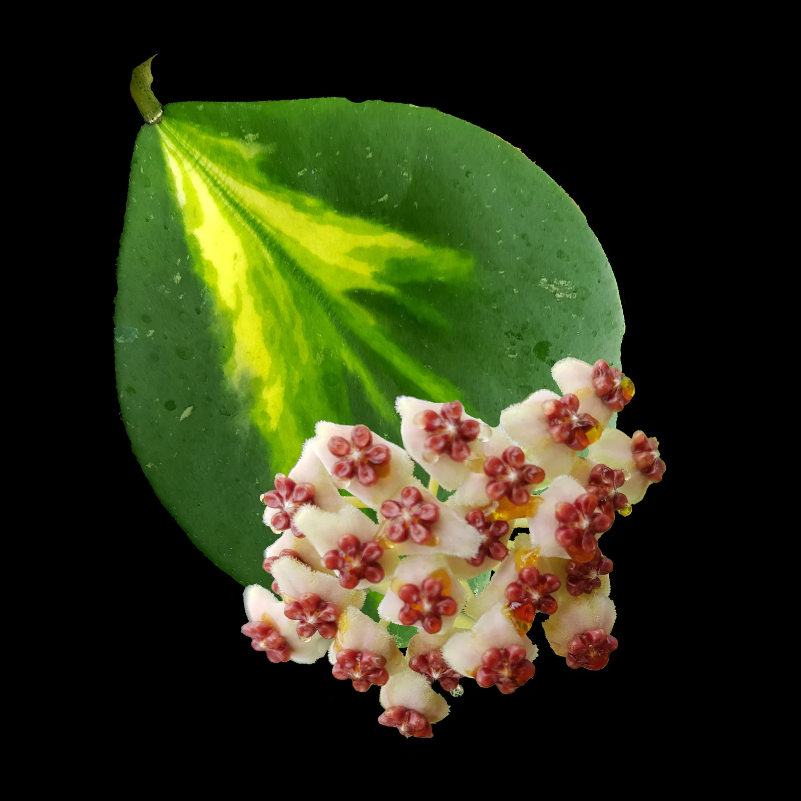 Hoya kerrii 'Reverse Variegata' - H121