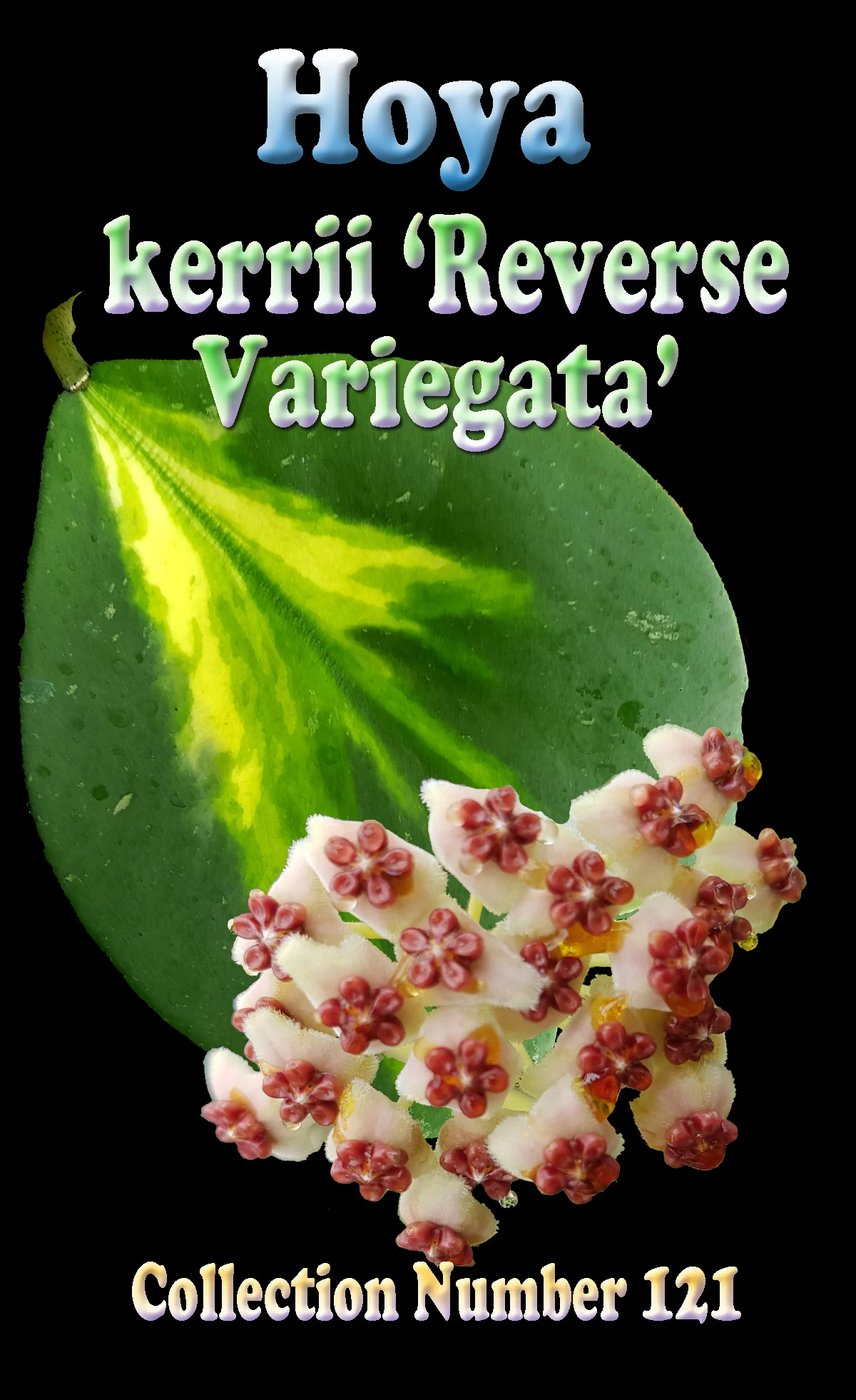 Hoya kerrii 'Reverse Variegata' - H121 - Image 2
