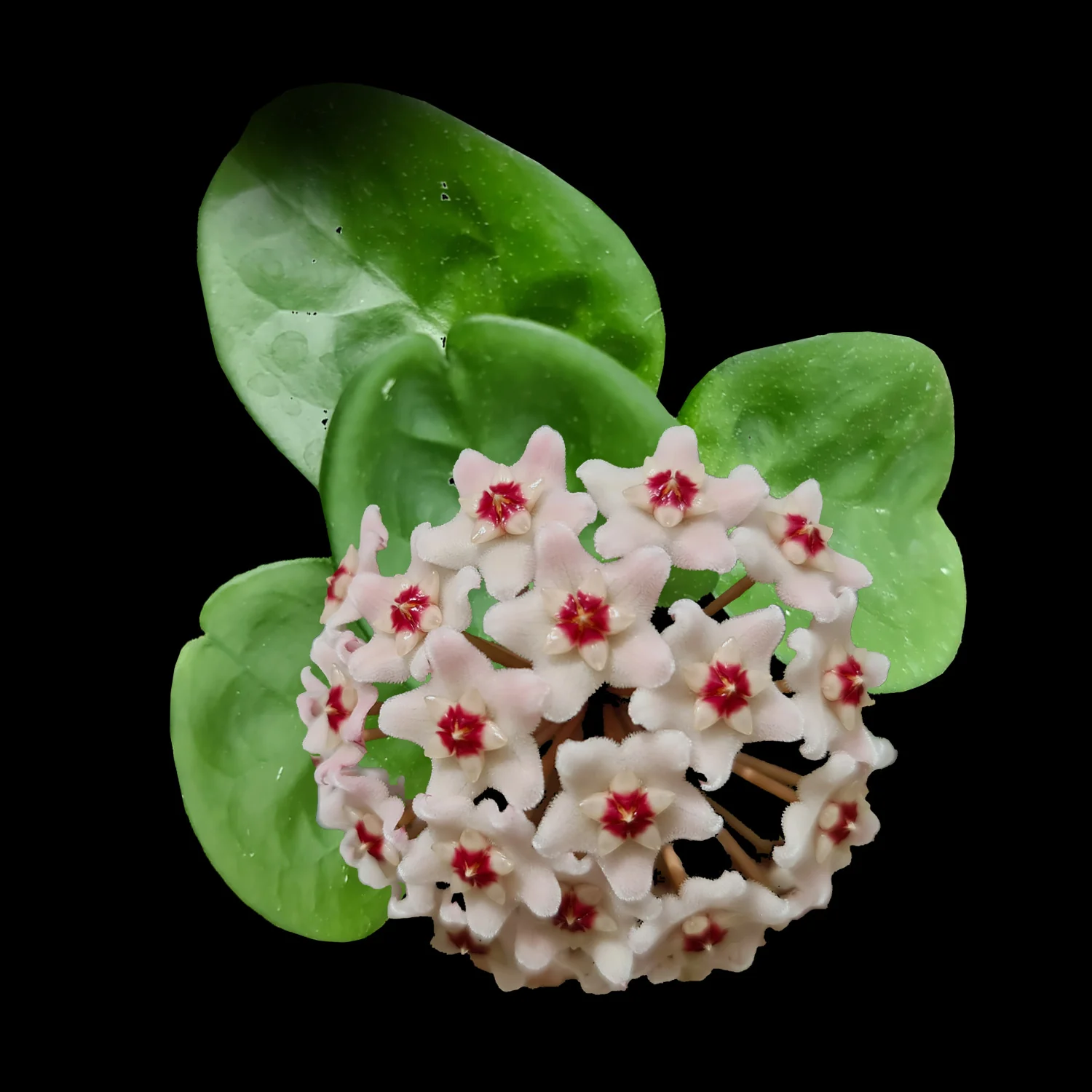 Hoya krinkle 'Giant' - H145