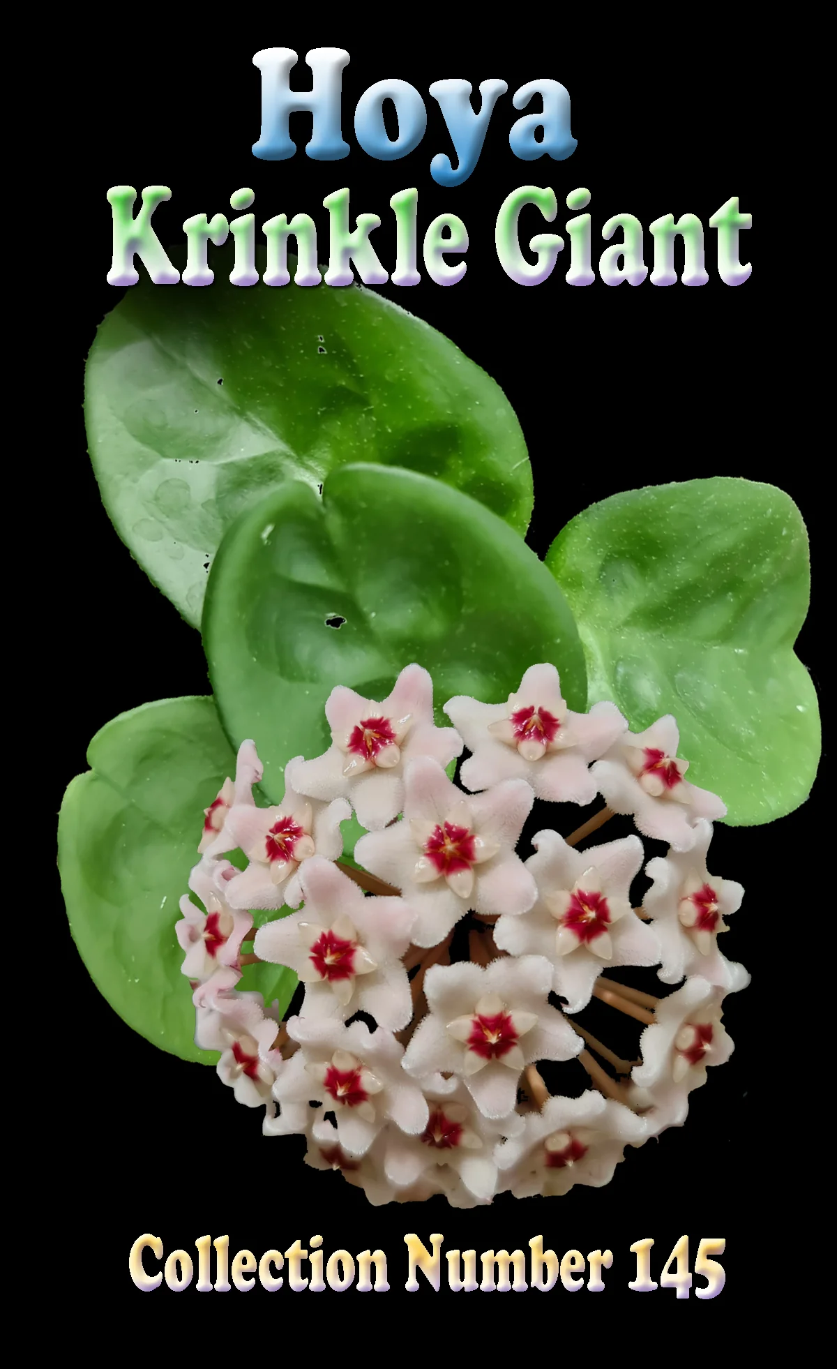Hoya krinkle 'Giant' - H145 - Image 2