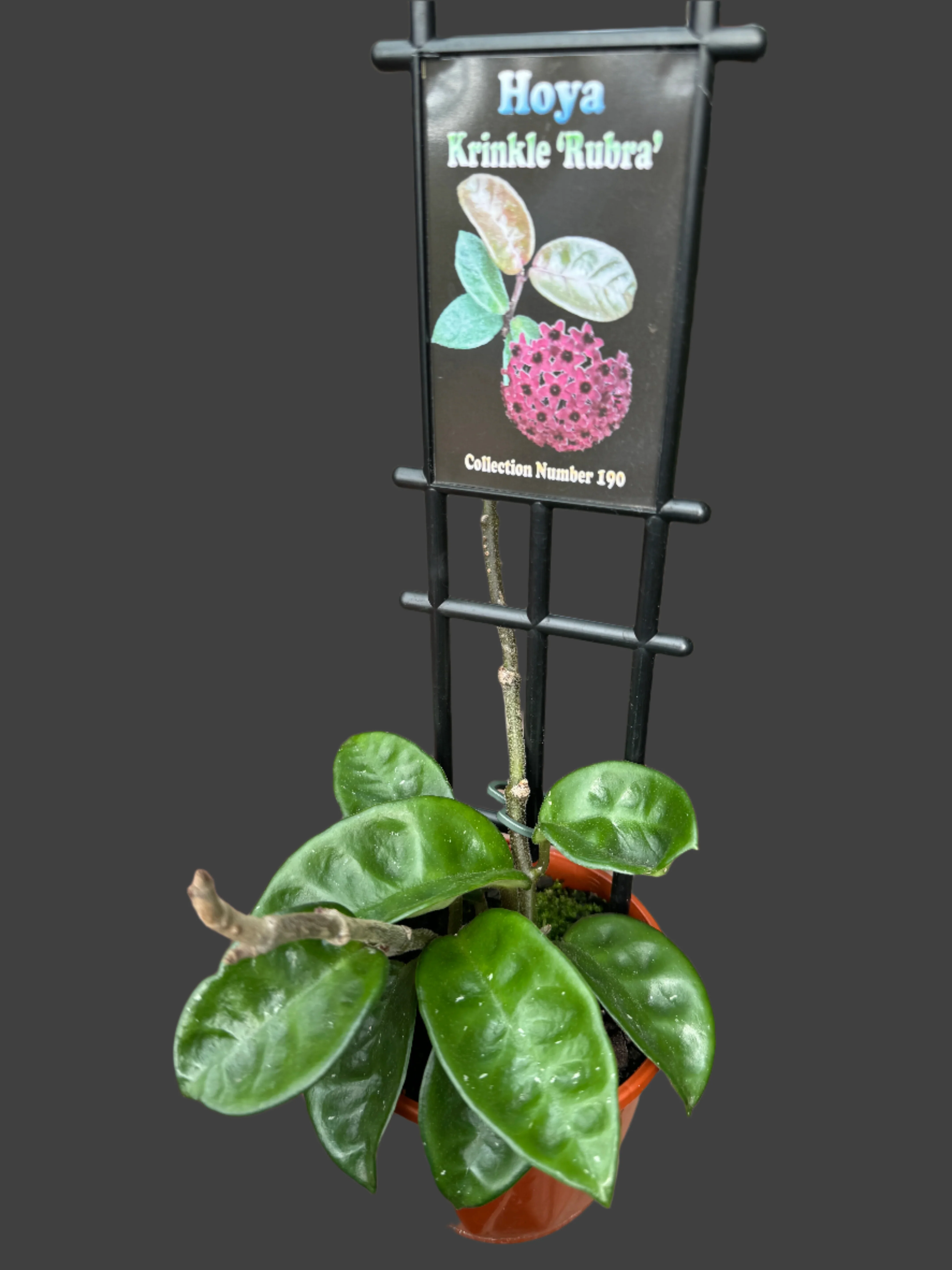 Hoya krinkle 'Rubra' - H092 - Image 3