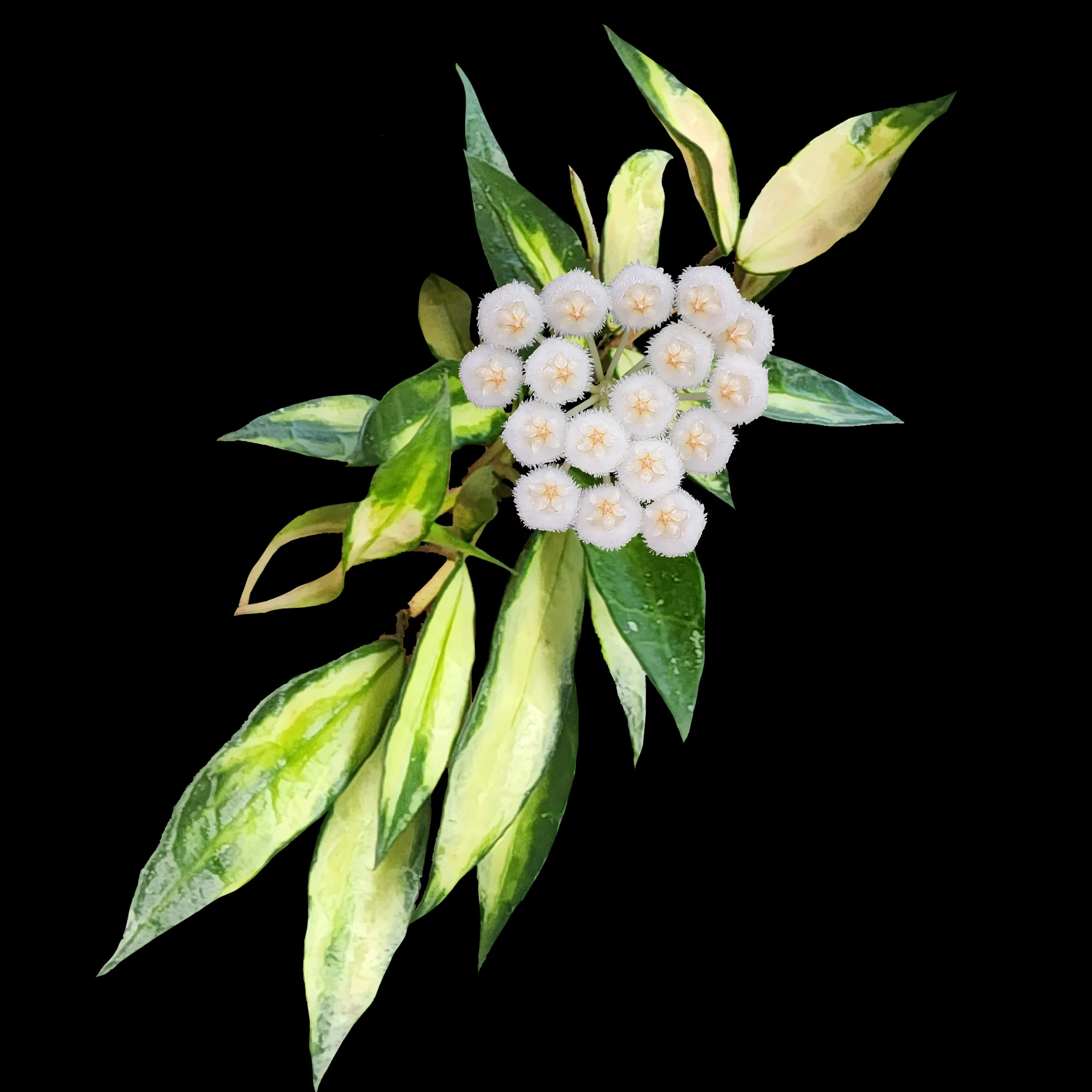 Hoya lacunosa 'Variegated' - H226