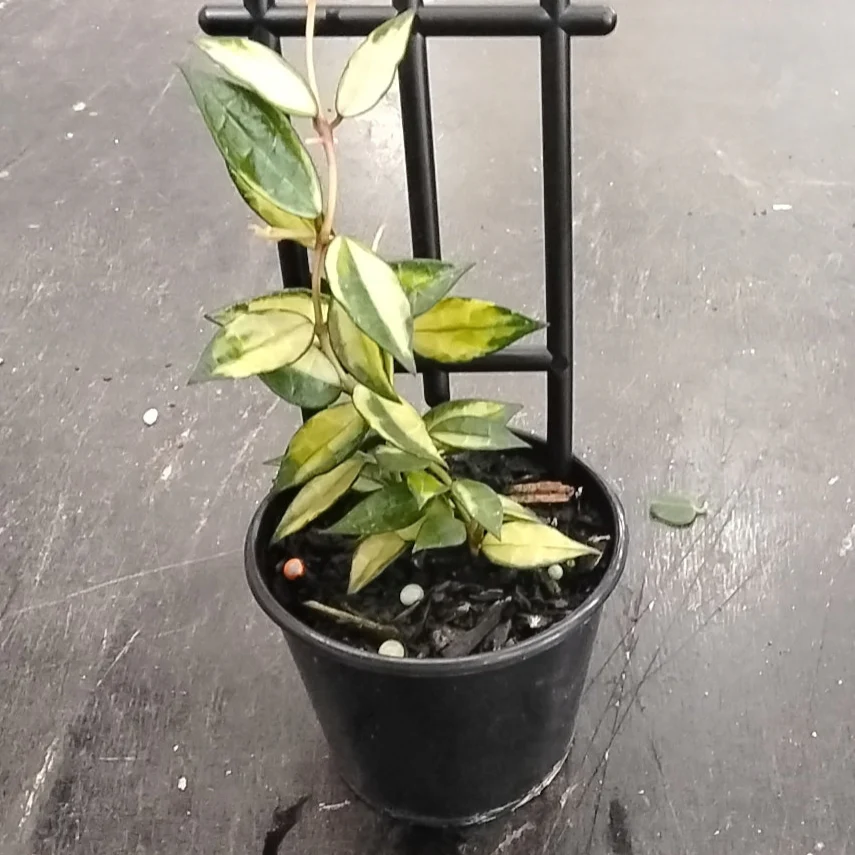 Hoya lacunosa 'Variegated' - H226 - Image 2