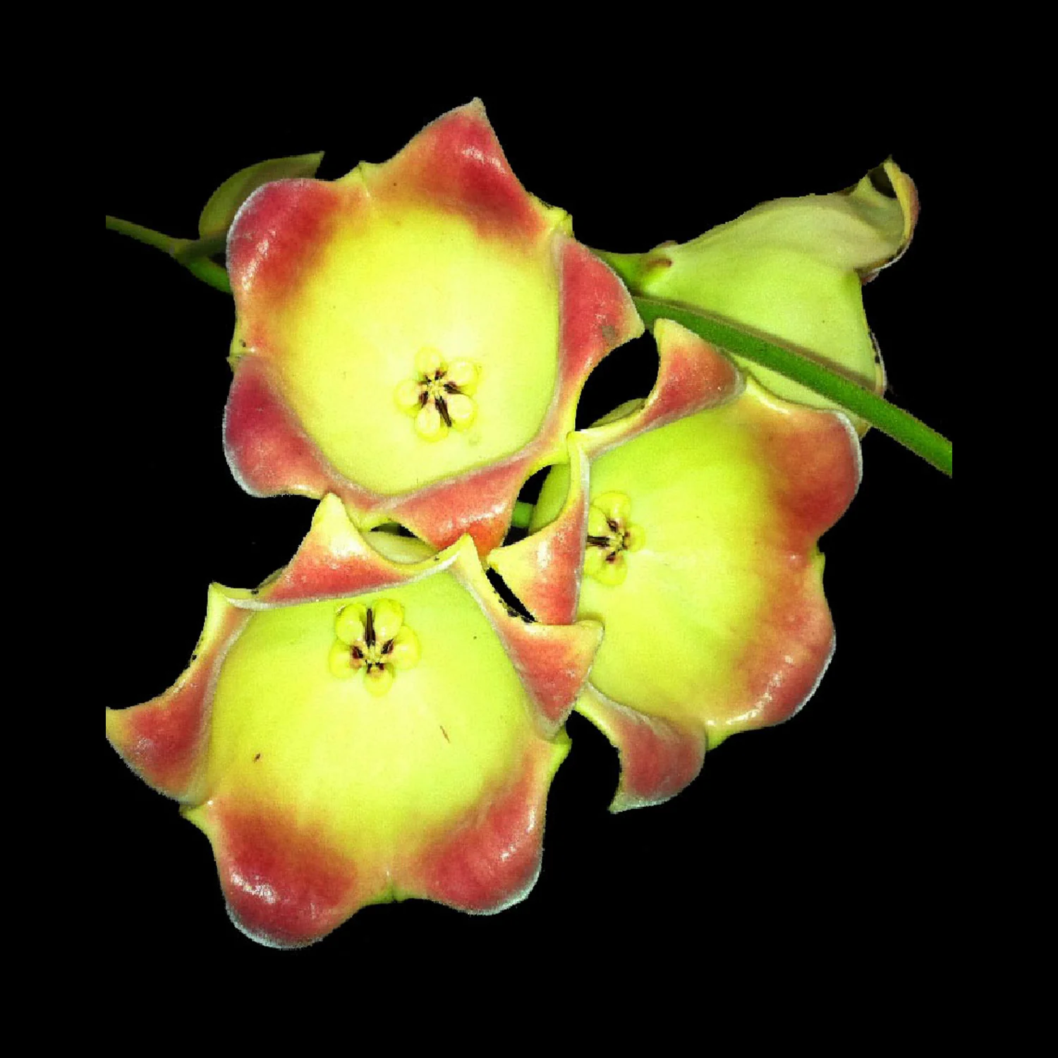 Hoya lauterbachii - H091