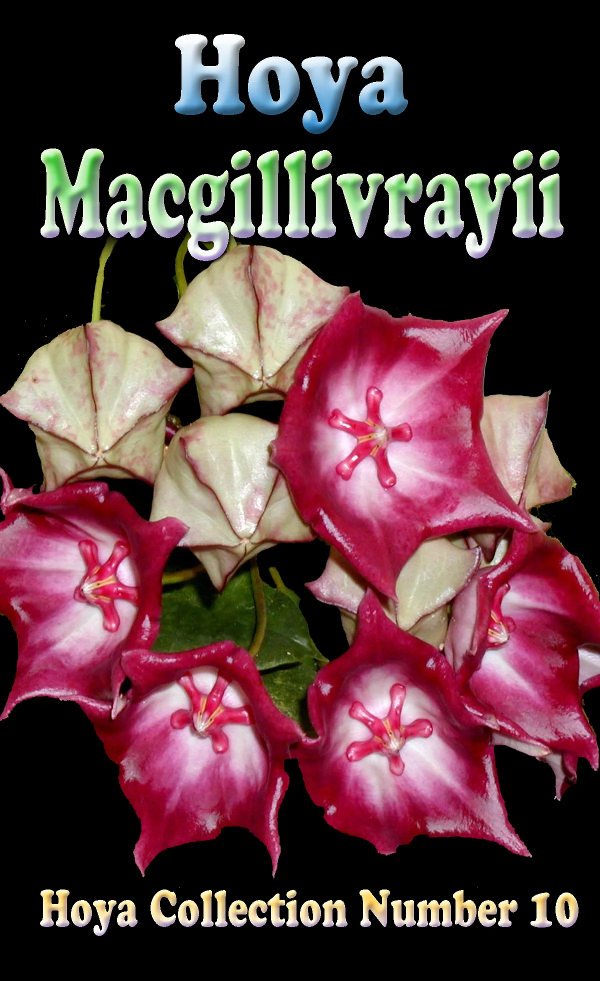 Hoya macgillivrayi - H010 - Image 2