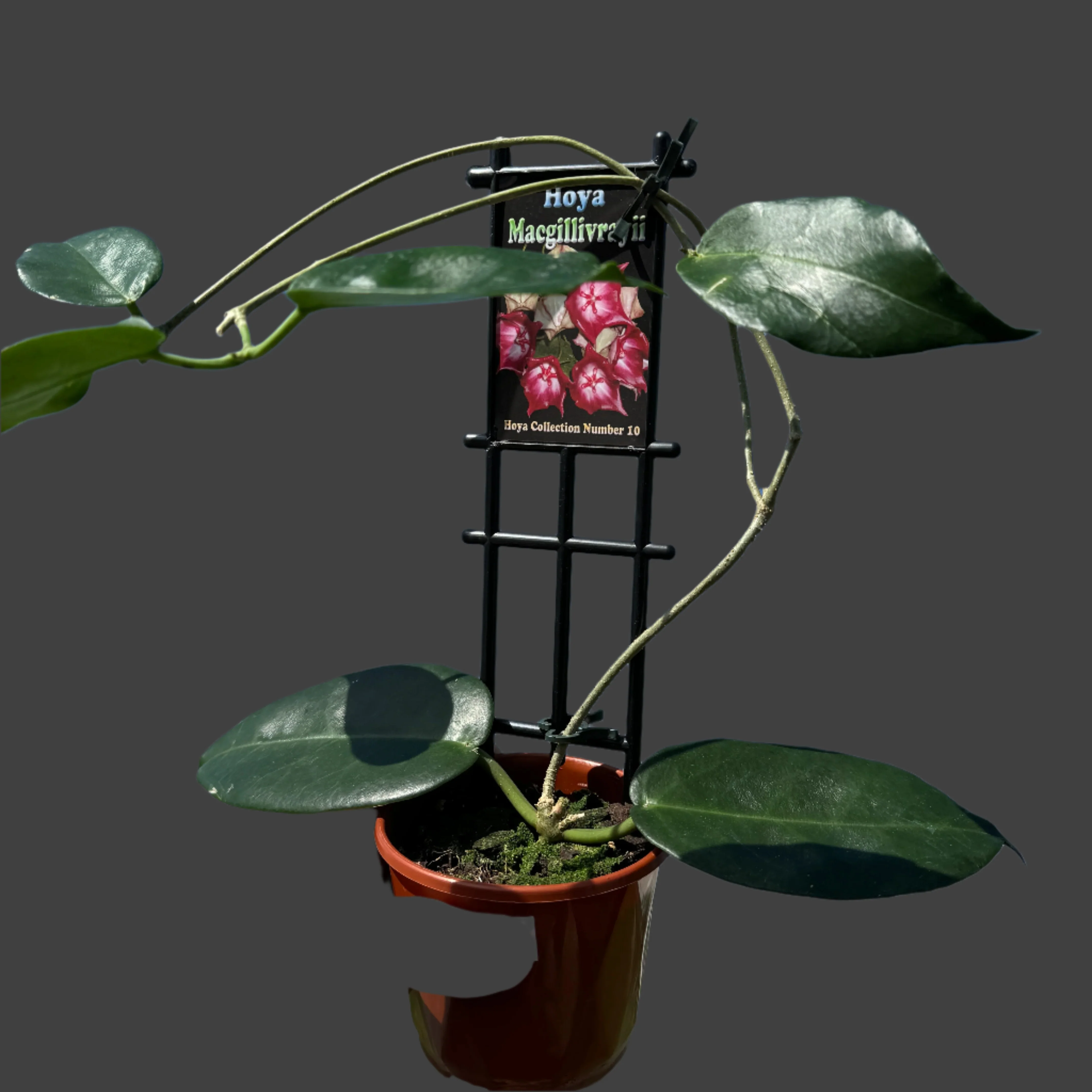 Hoya macgillivrayi - H010 - Image 3