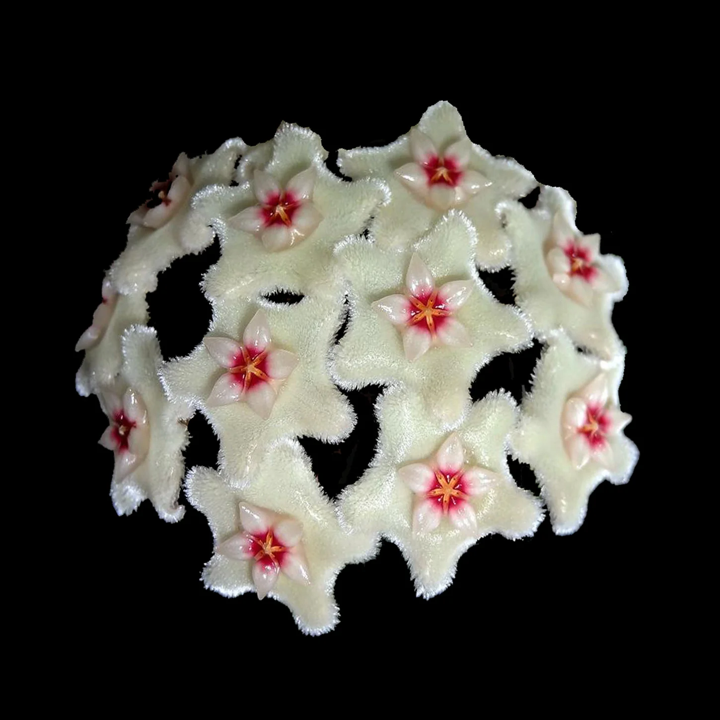 Hoya Mathilde - H134