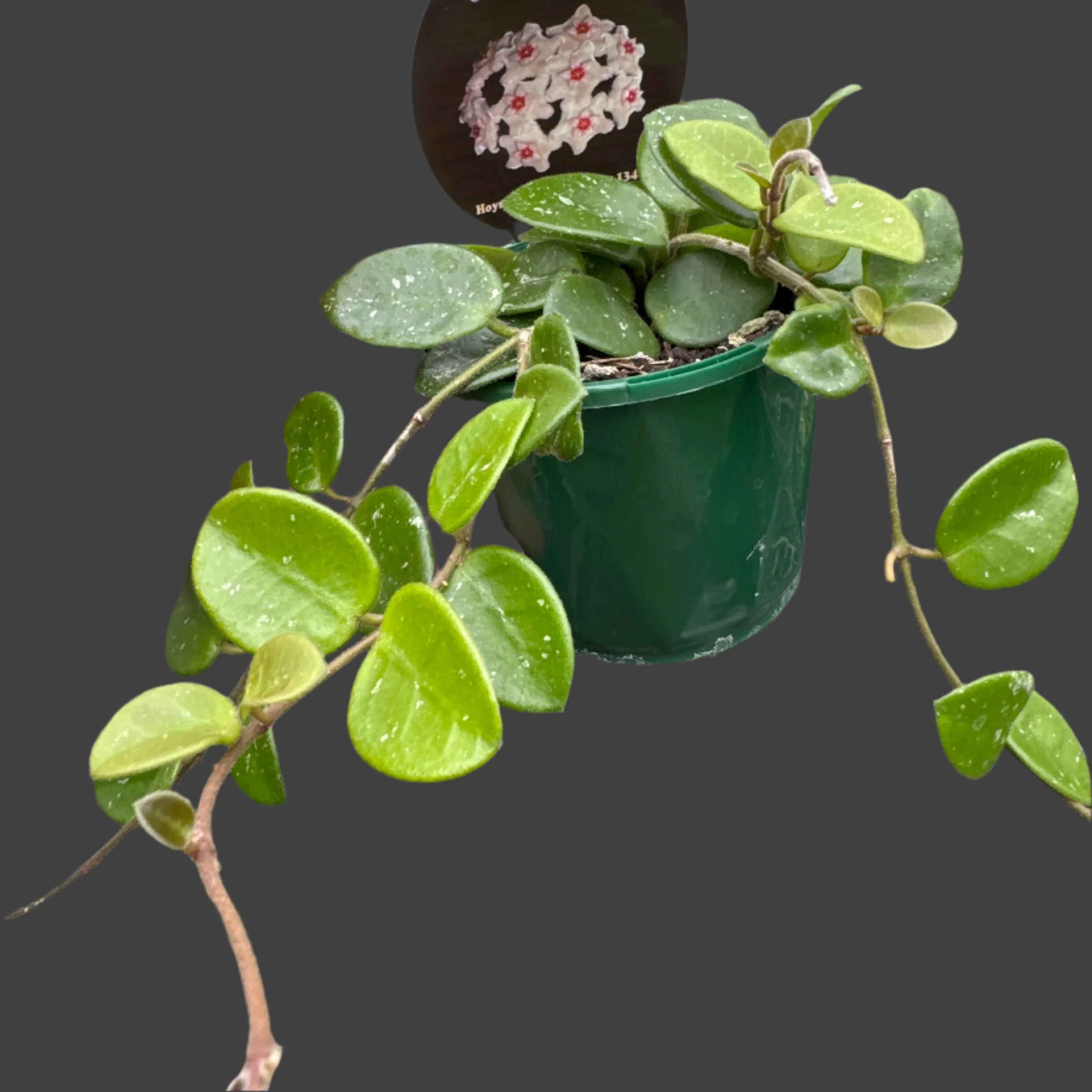 Hoya Mathilde - H134 - Image 2