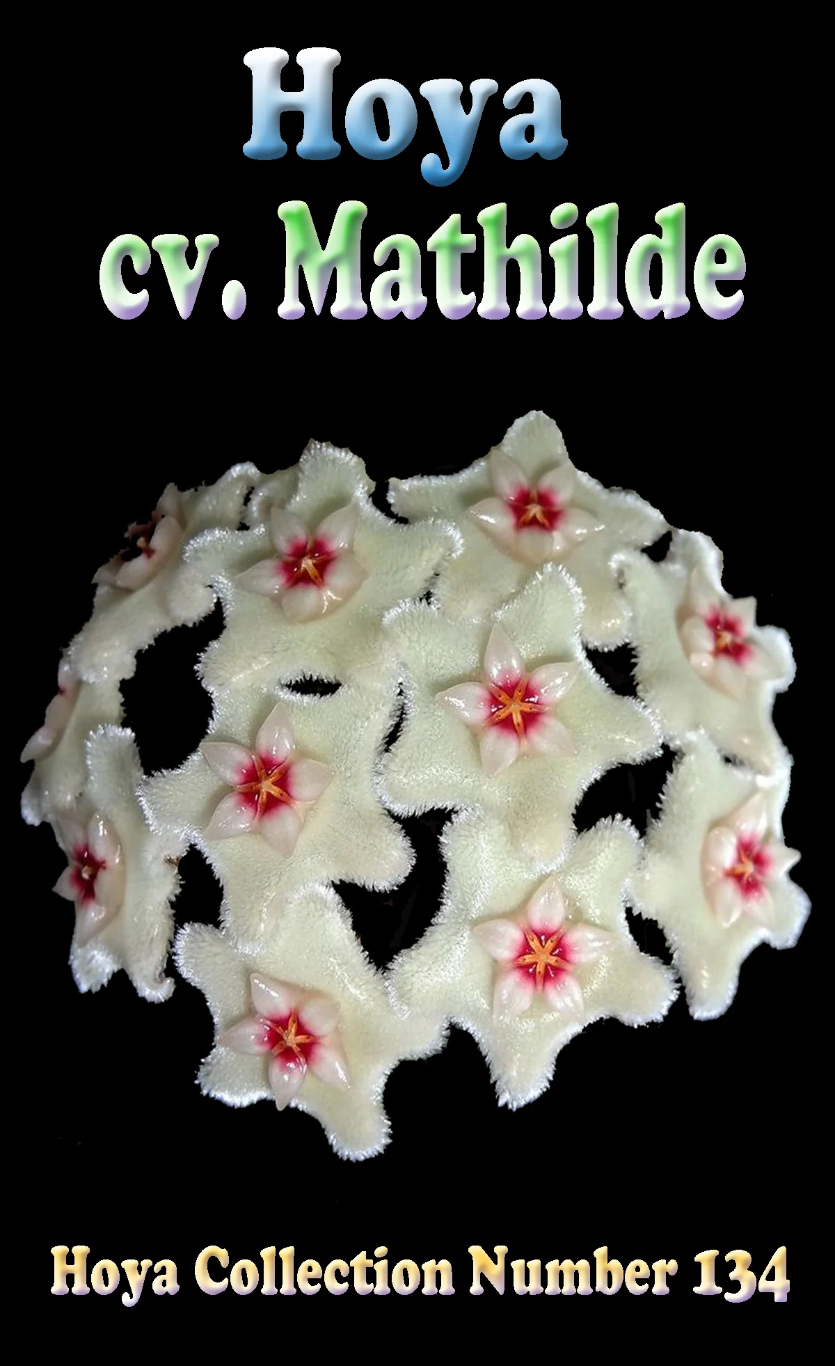 Hoya Mathilde - H134 - Image 3