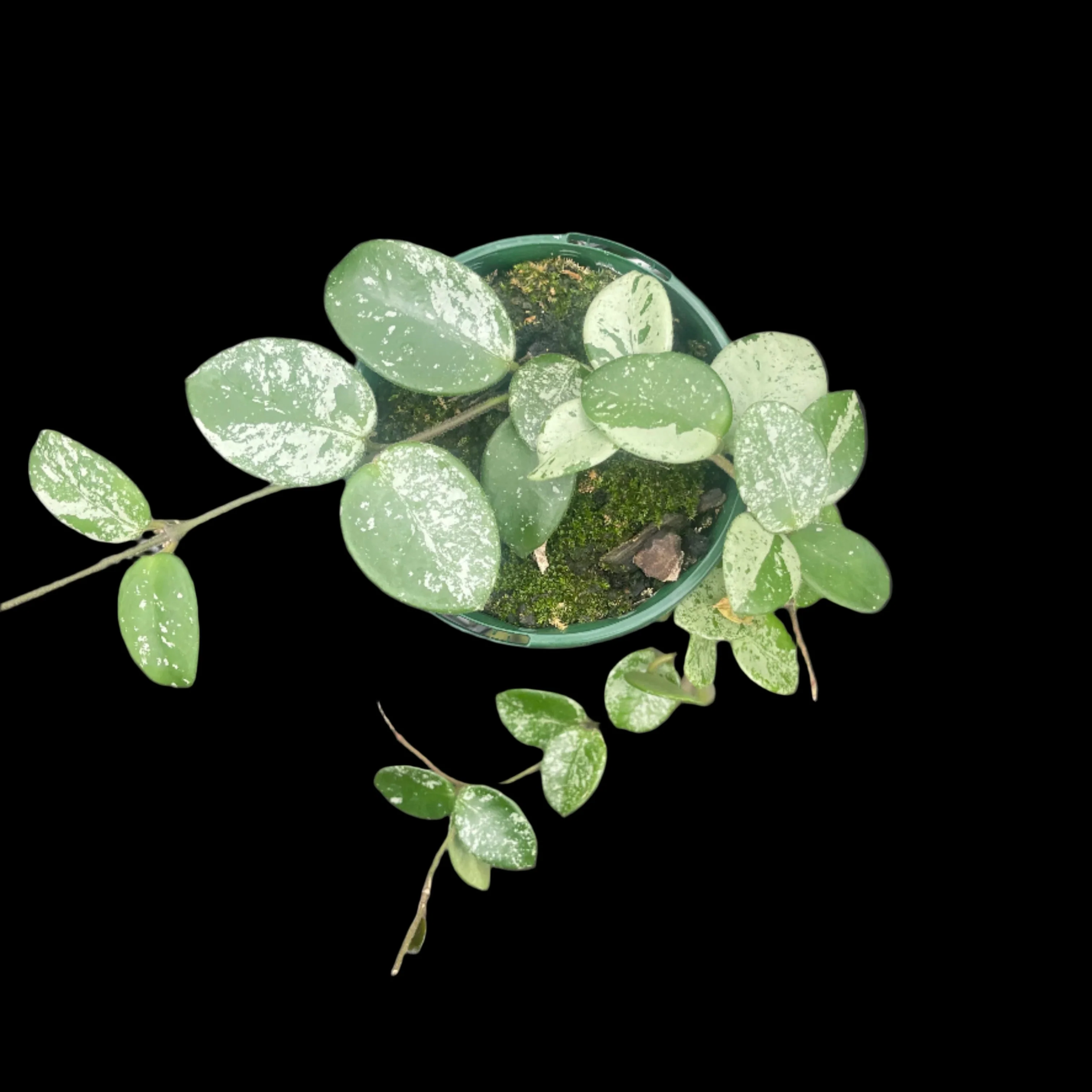Hoya Mathilde 'Splash' - H135 - Image 2