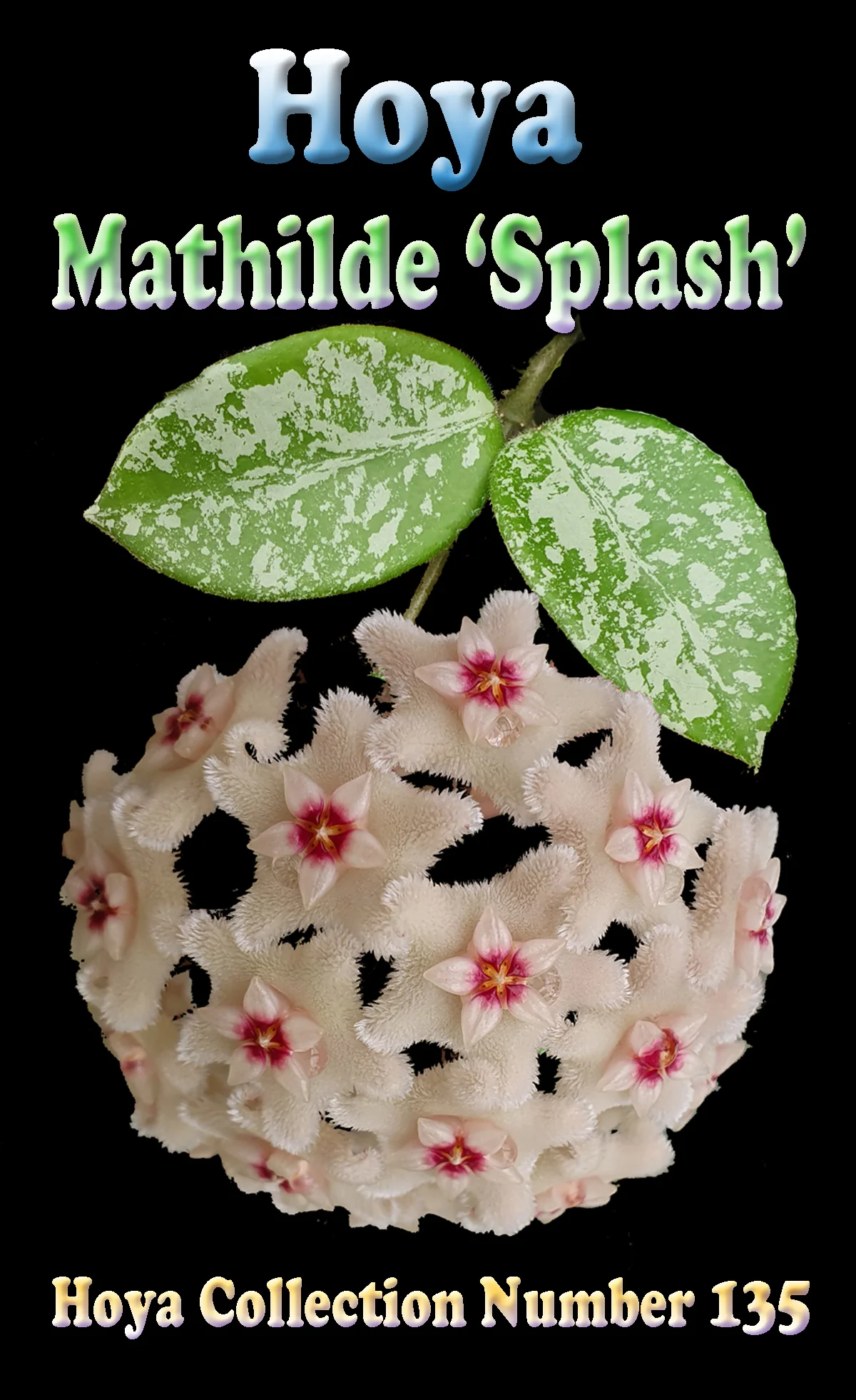 Hoya Mathilde 'Splash' - H135 - Image 3