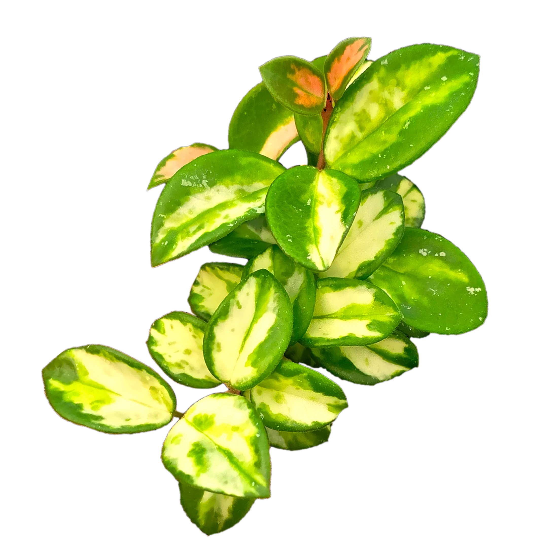 Hoya Mathilde Variegata – H260