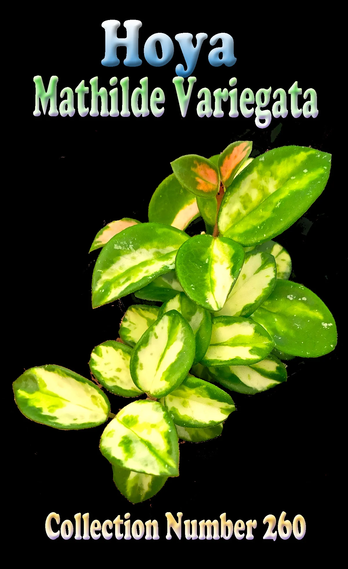 Hoya Mathilde Variegata – H260 - Image 2
