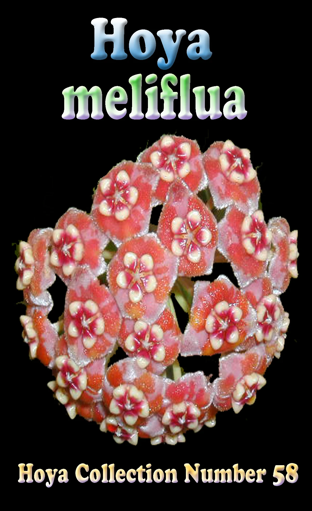 Hoya meliflua - H058 - Image 2