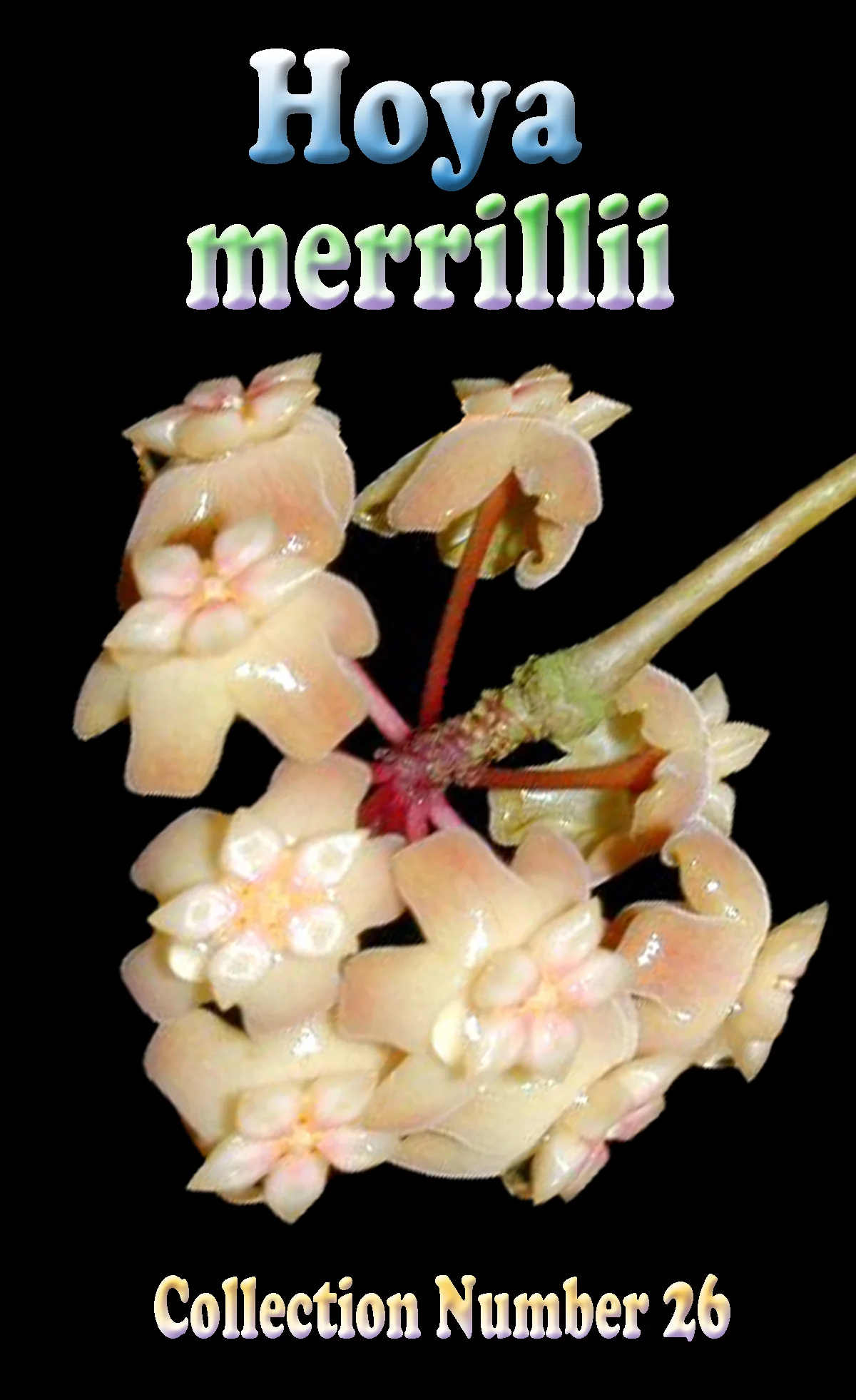 Hoya merrillii - H026 - Image 2