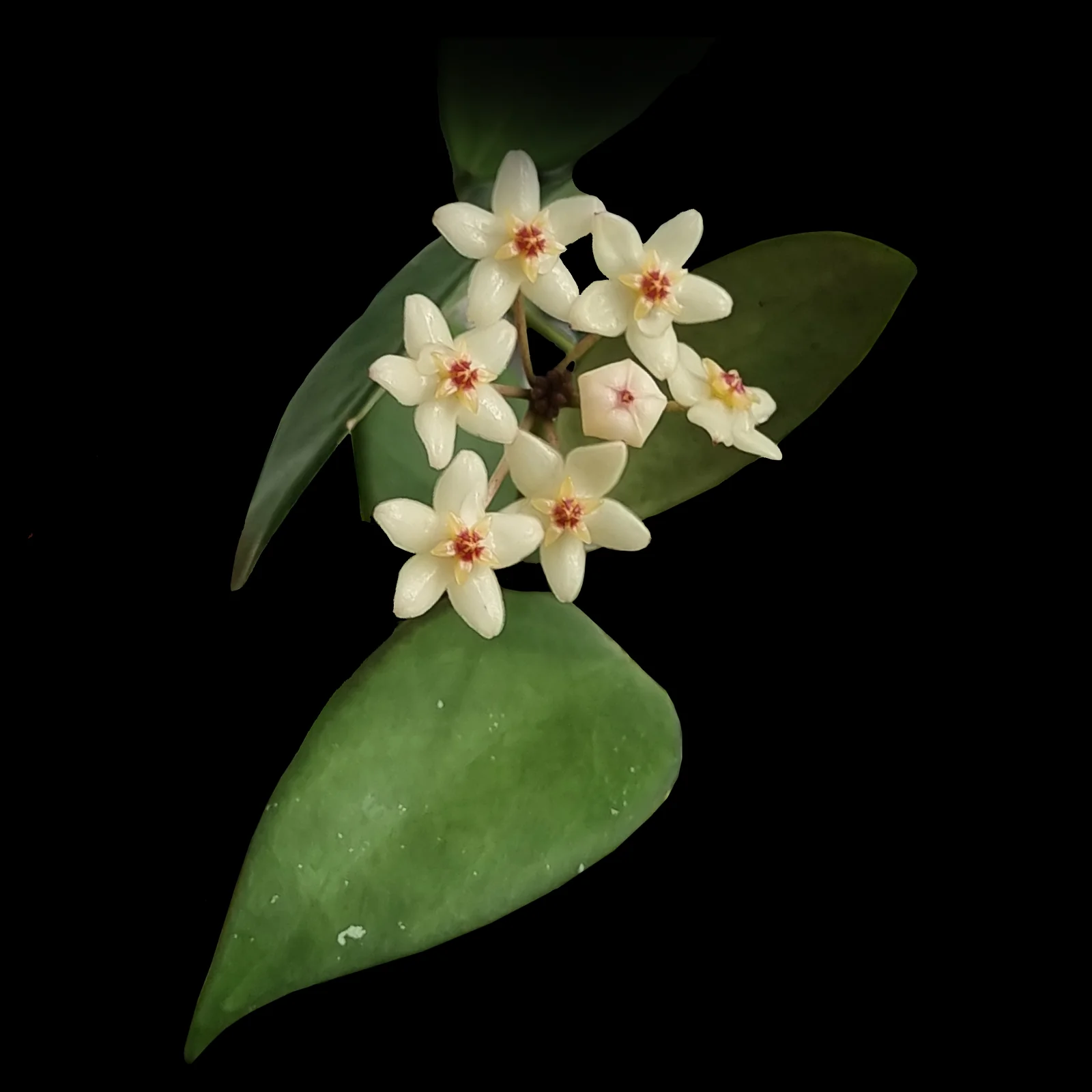 Hoya minahassae - H206