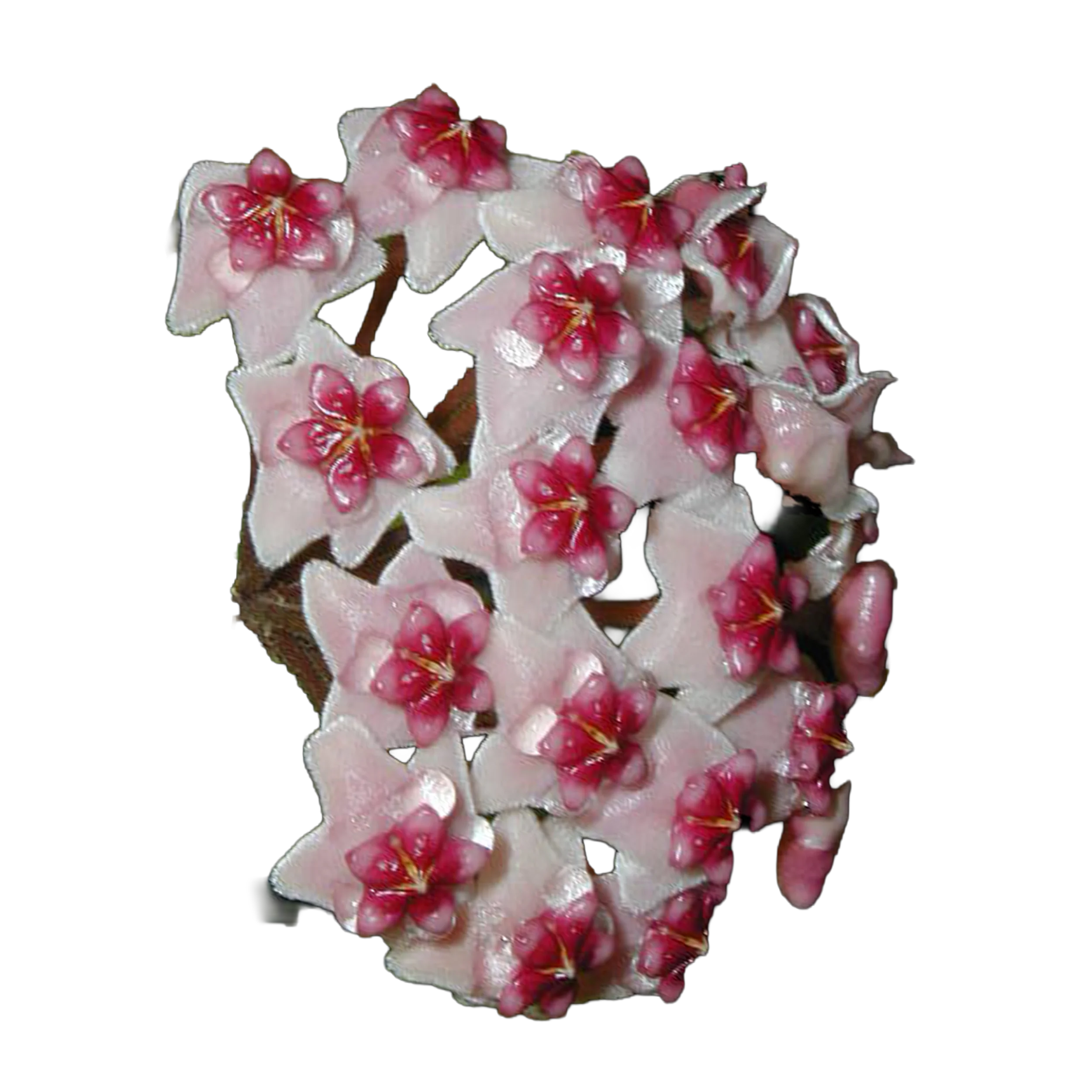 Hoya obovata - H022