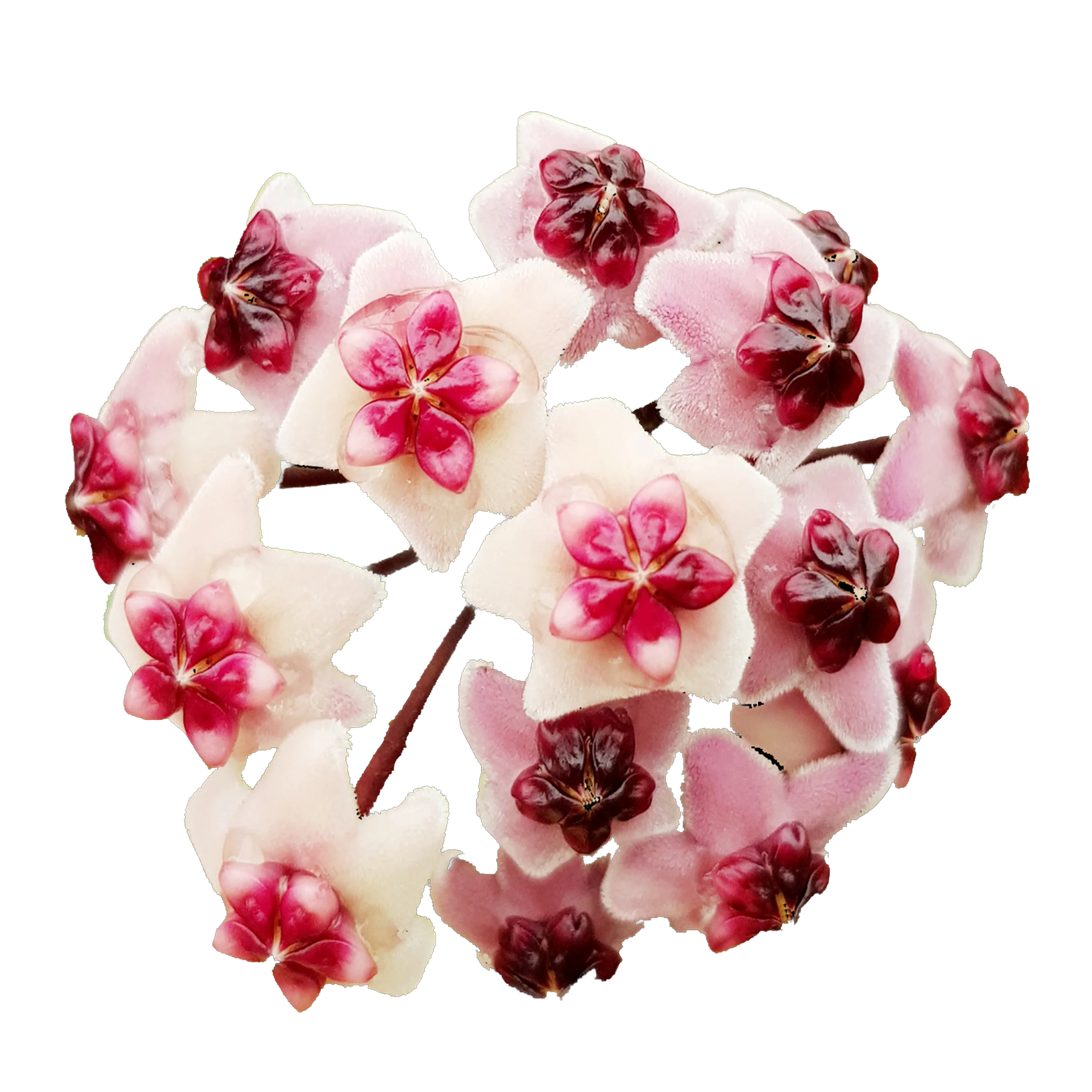 Hoya obovata 'Chimera' - H124