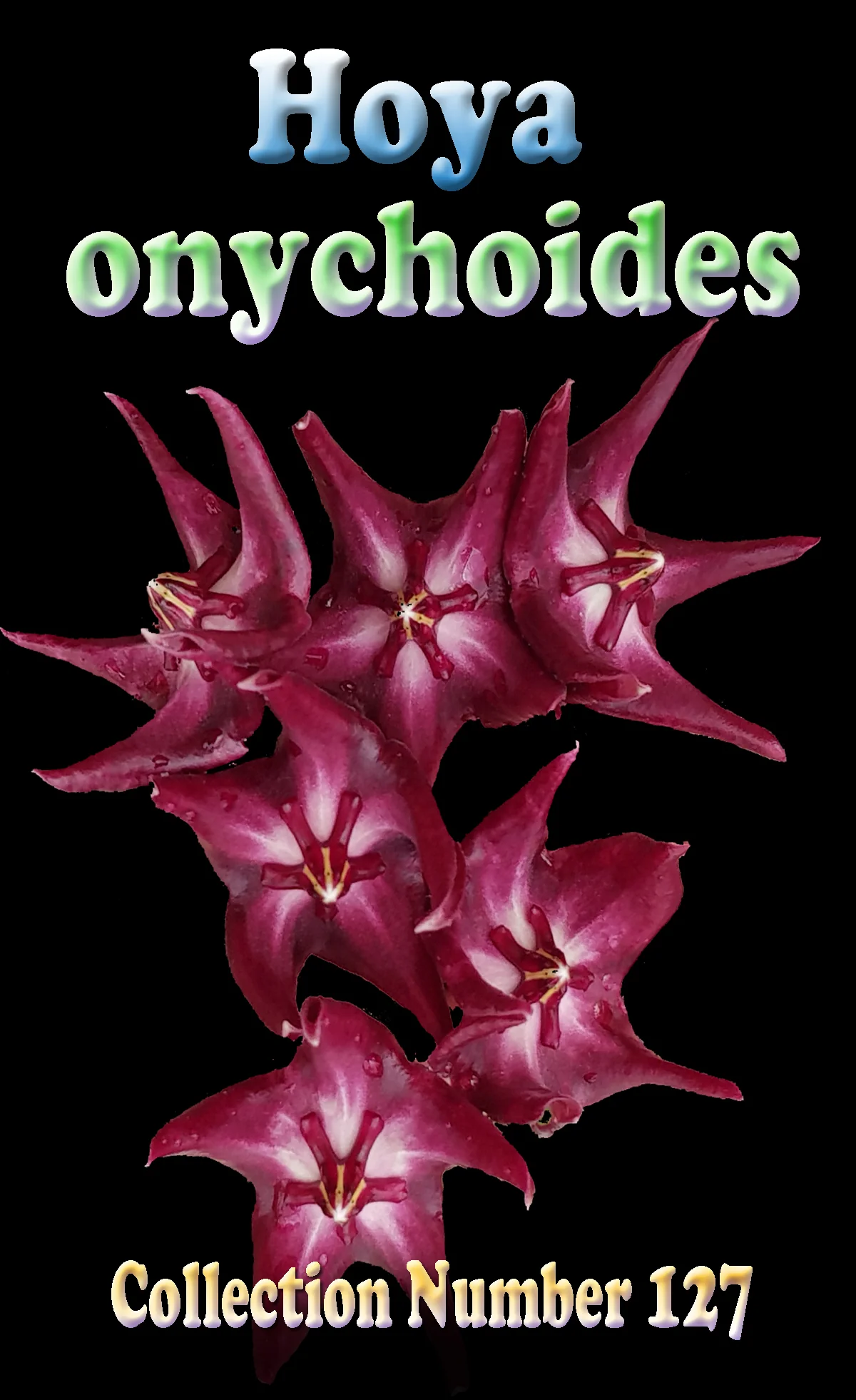 Hoya onychoides - H127 - Image 2