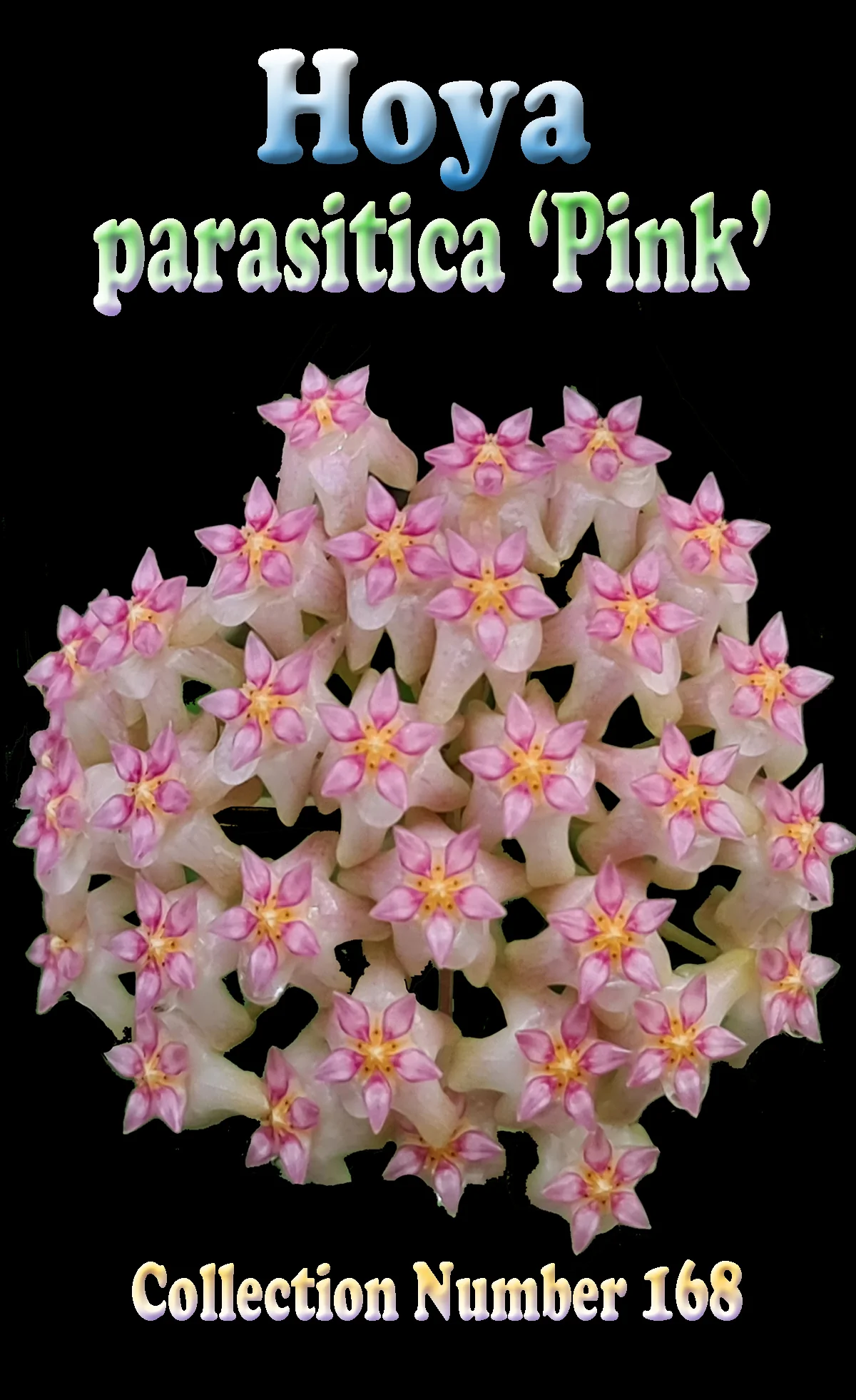Hoya parasitica 'Pink' - H168 - Image 2