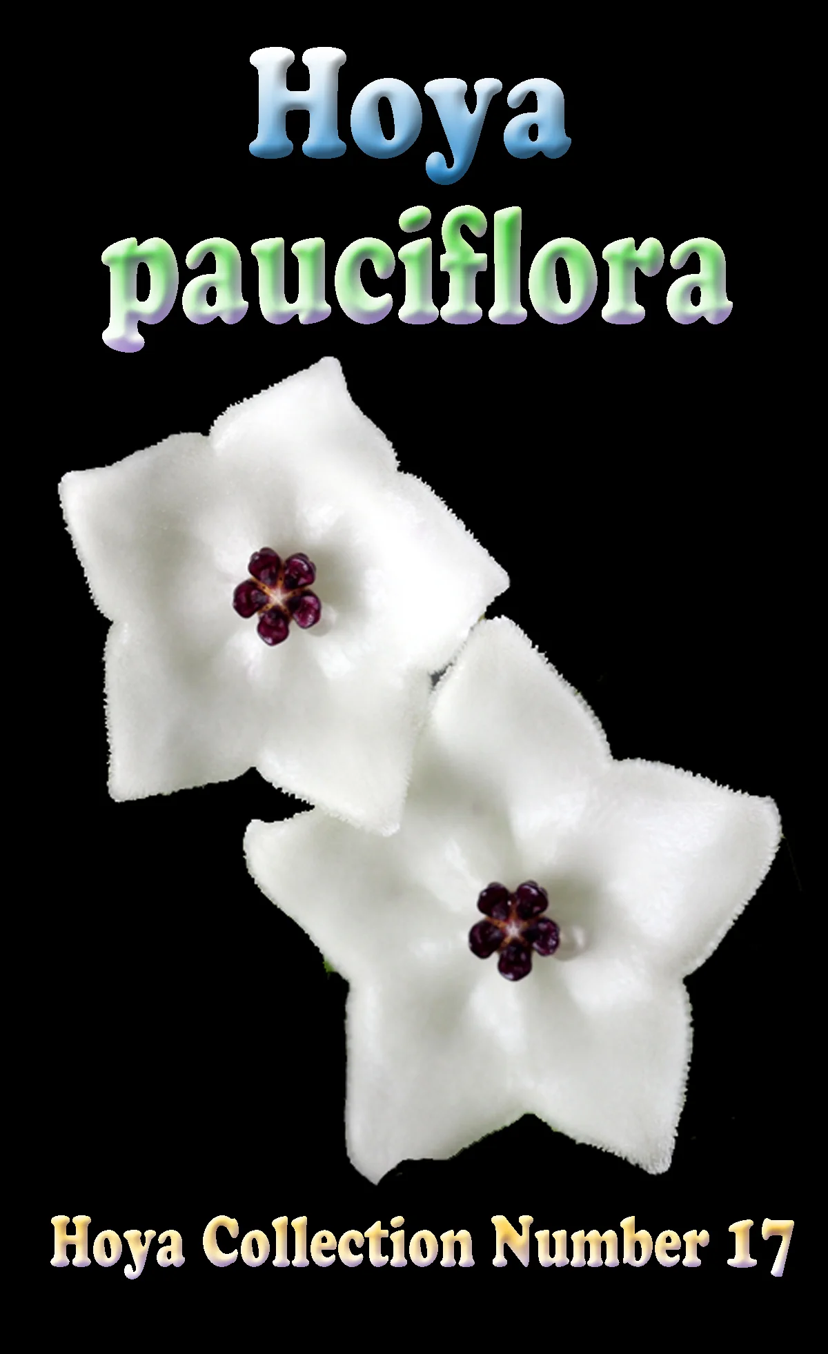 Hoya pauciflora - H017 - Image 3