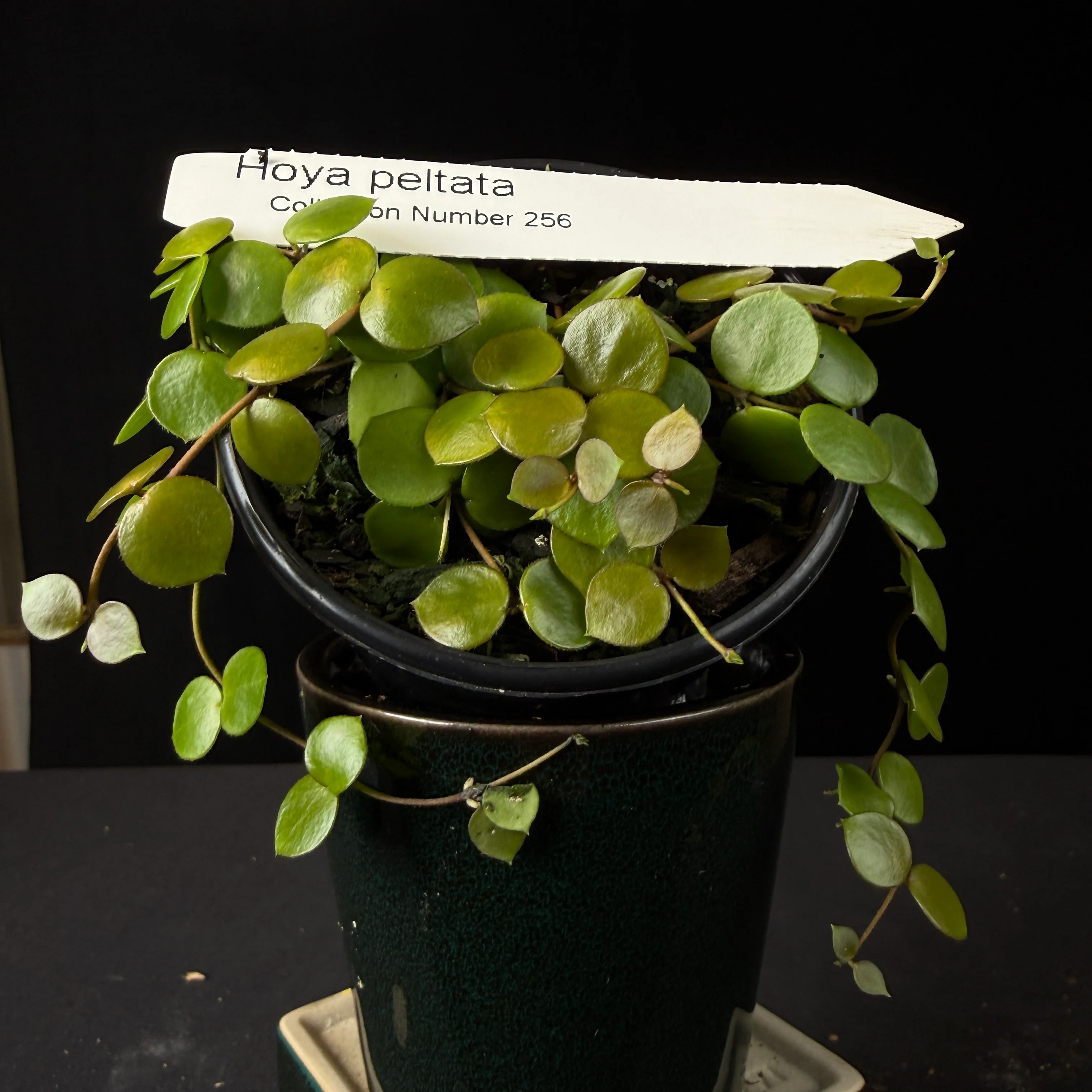 Hoya peltata (WA Prohibited) - H256