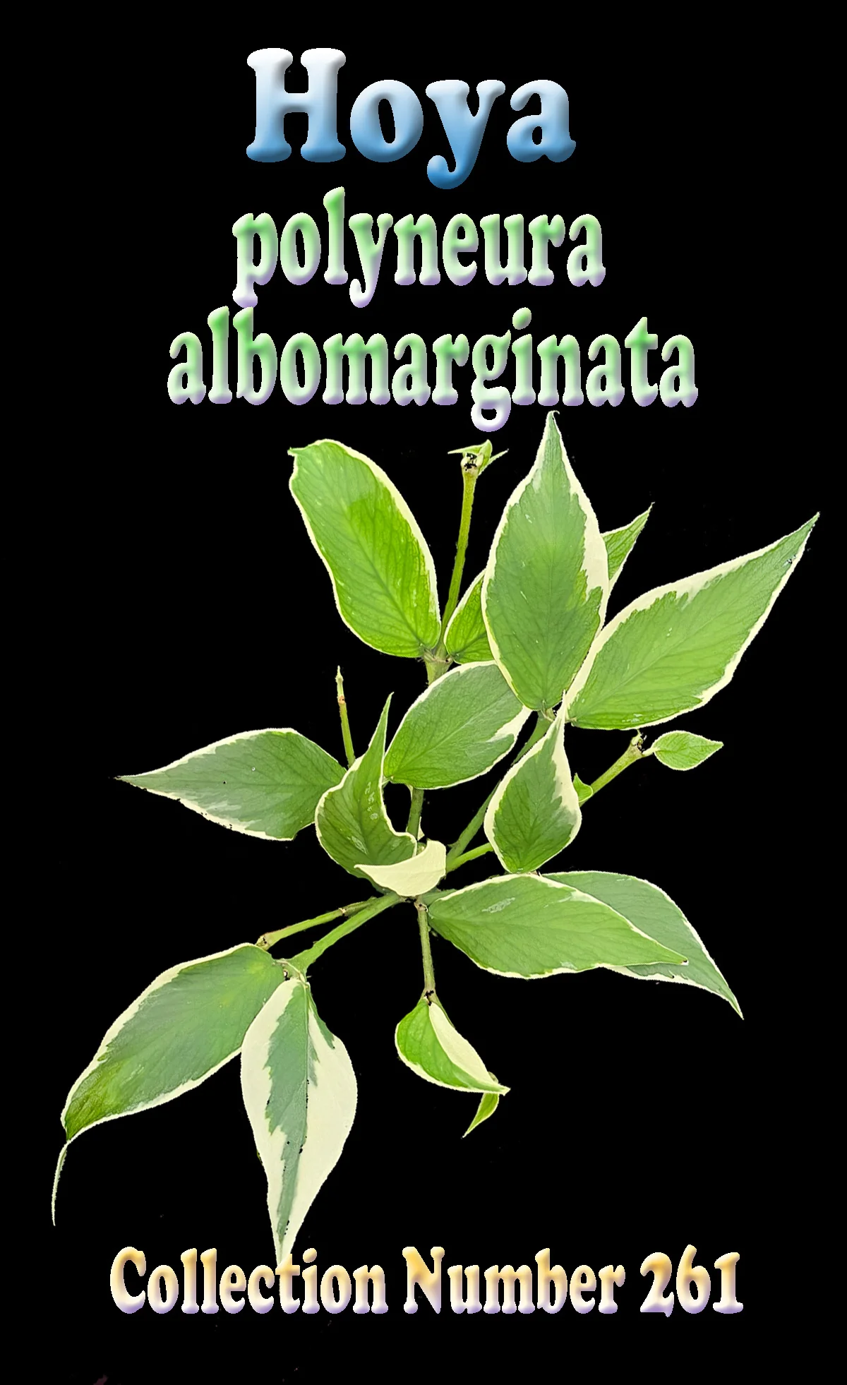 Hoya polyneura albomarginata – H261 - Image 2