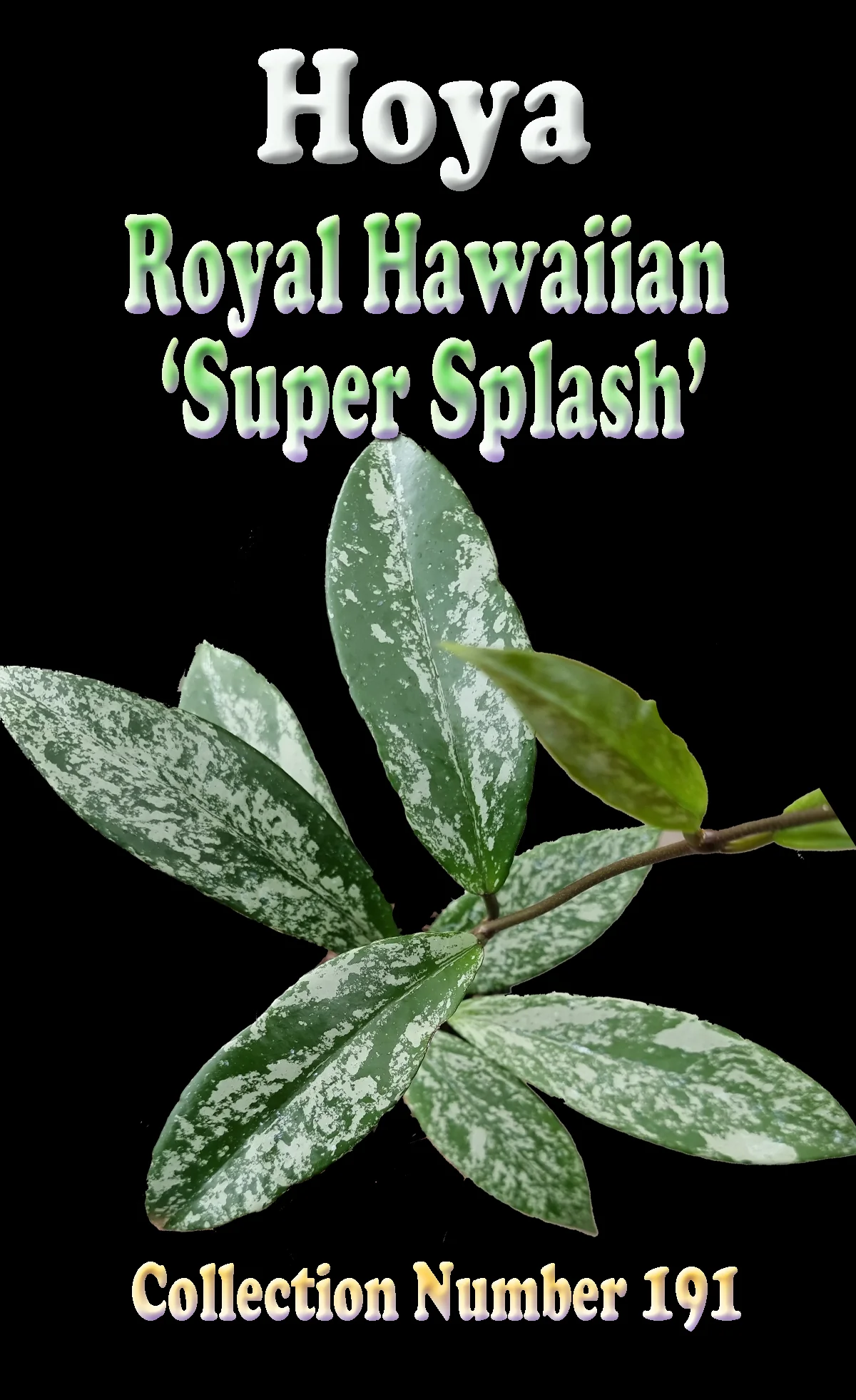 Hoya pubicalyx Royal Hawaiian 'Super Splash' - H191 - Image 2