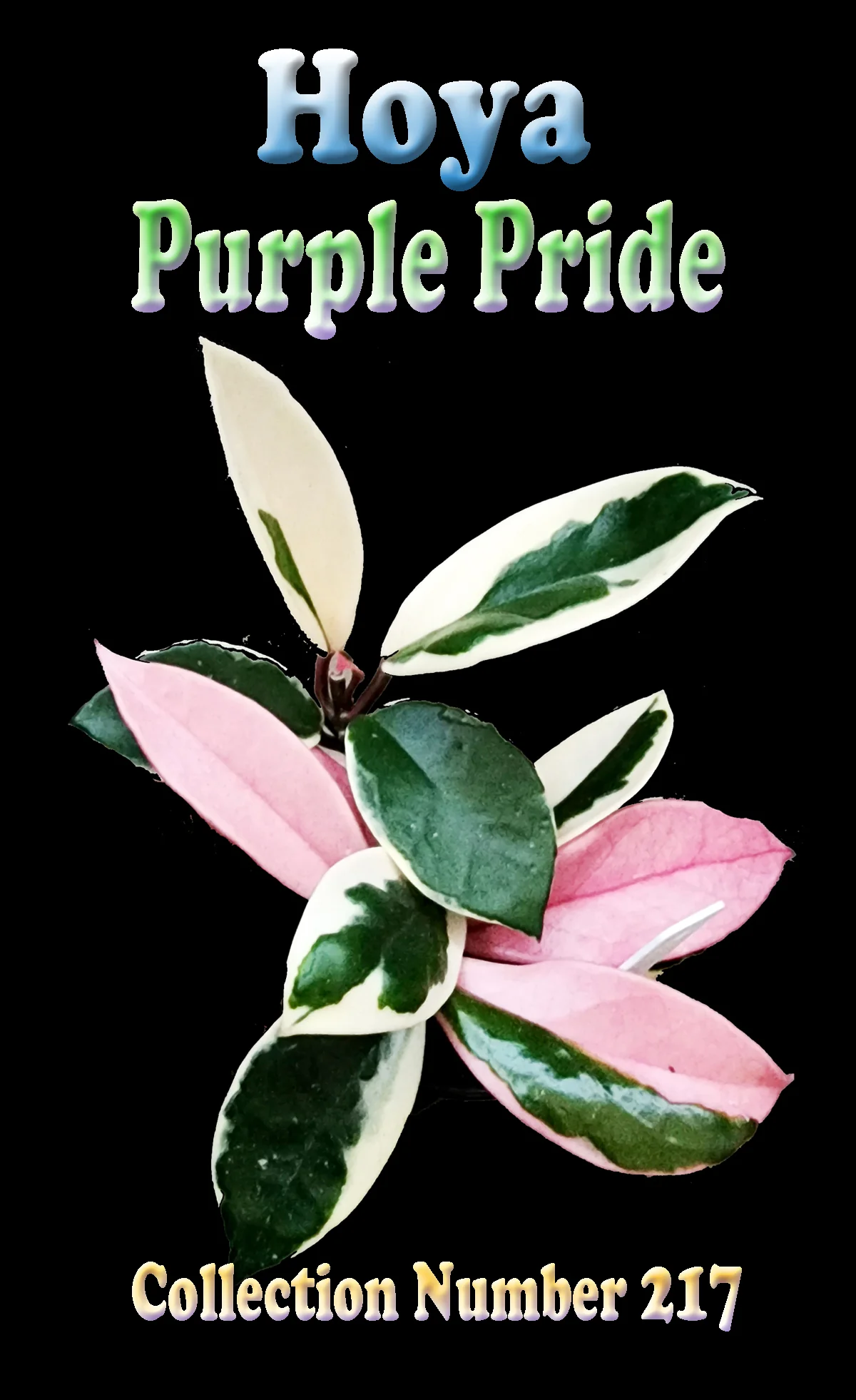 Hoya 'Purple Pride' - H217 - Image 3