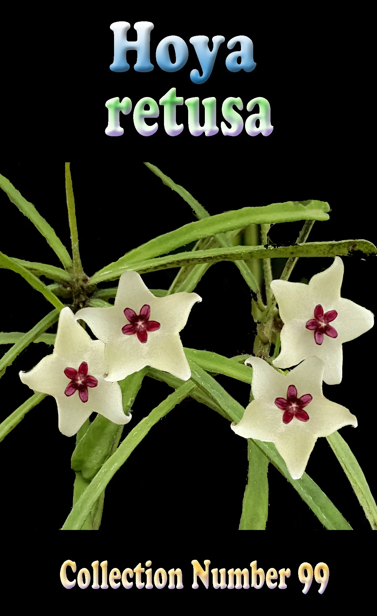 Hoya retusa - H099 - Image 2