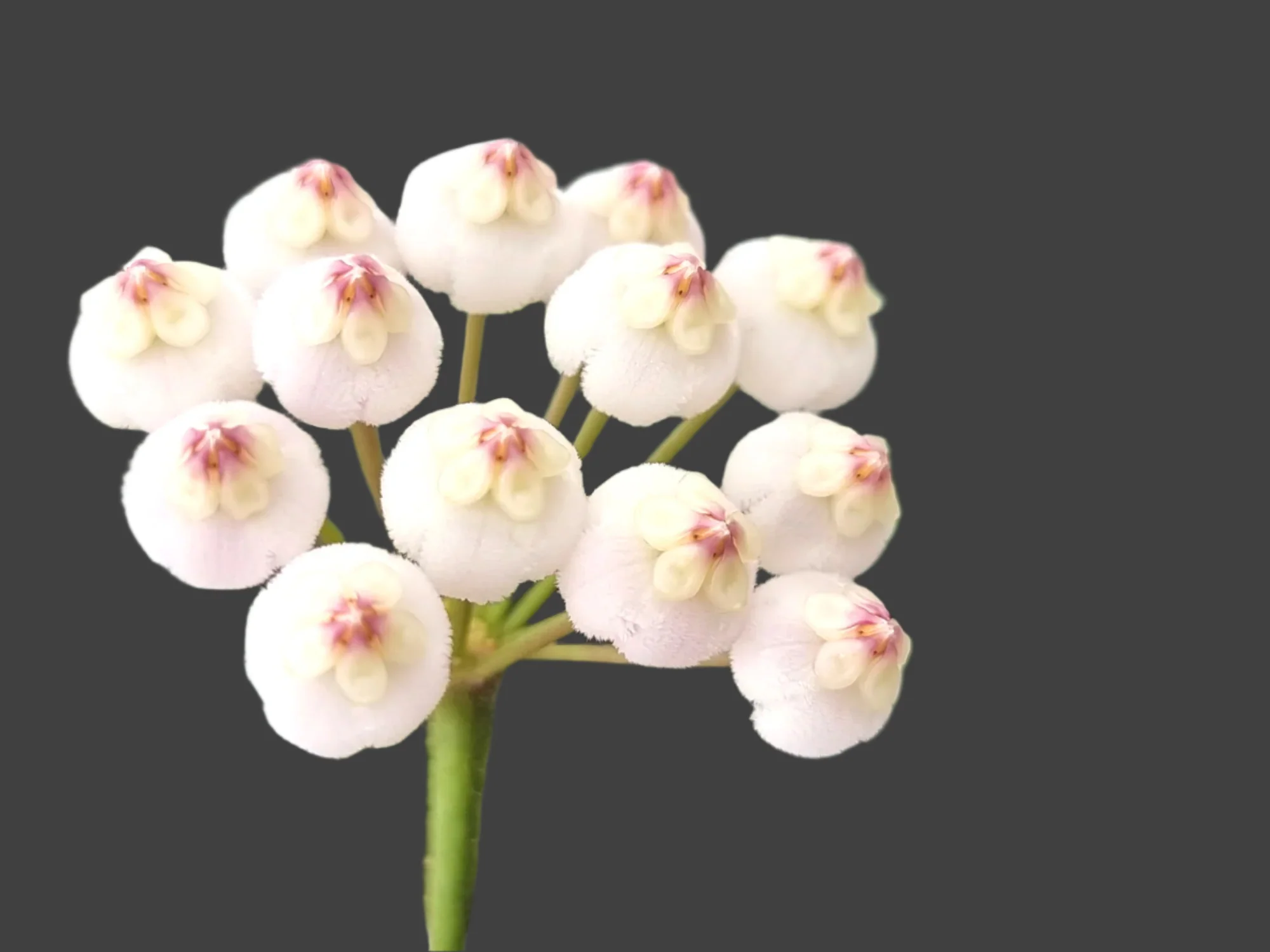 Hoya rotundiflora - H147 - Image 3