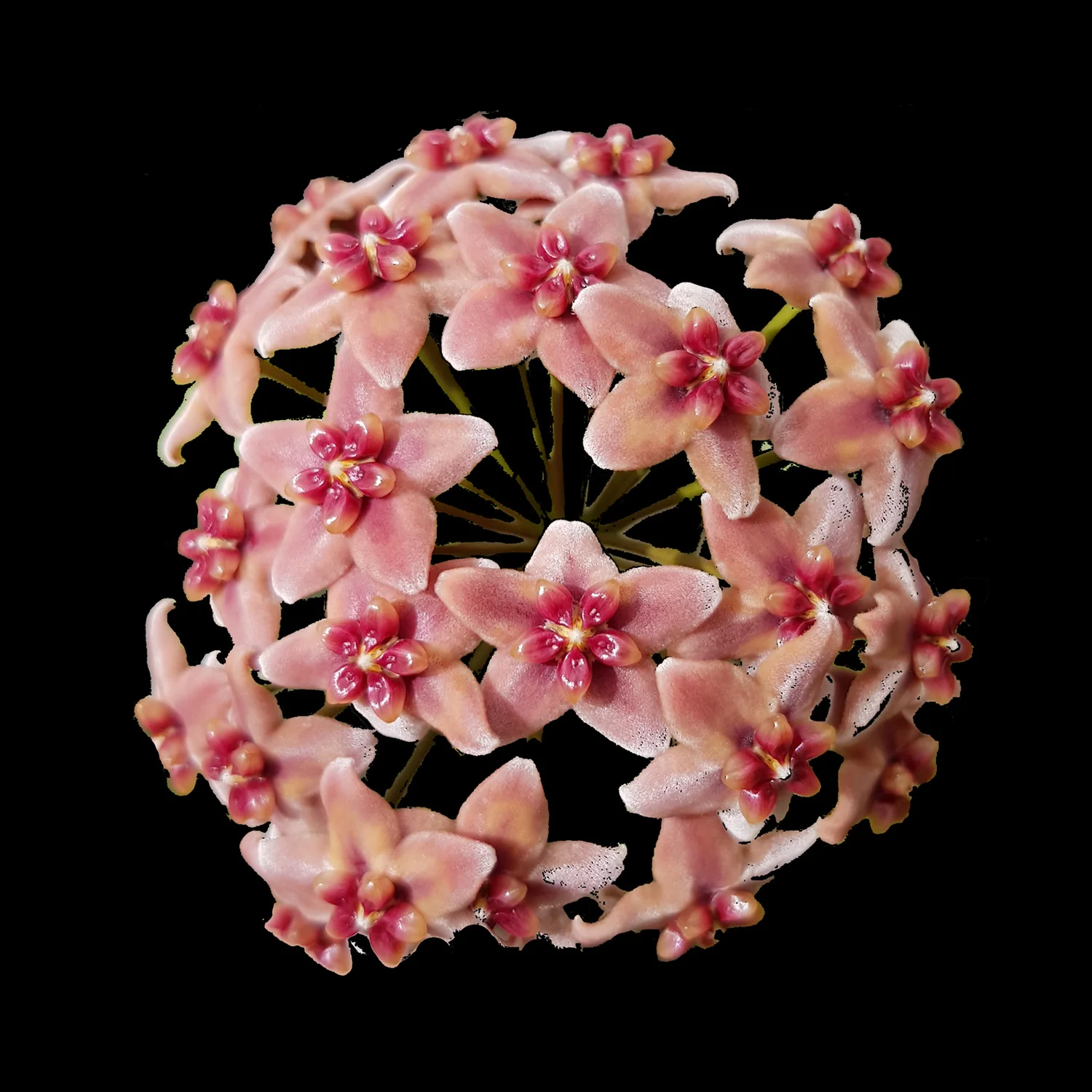 Hoya rubida - H119