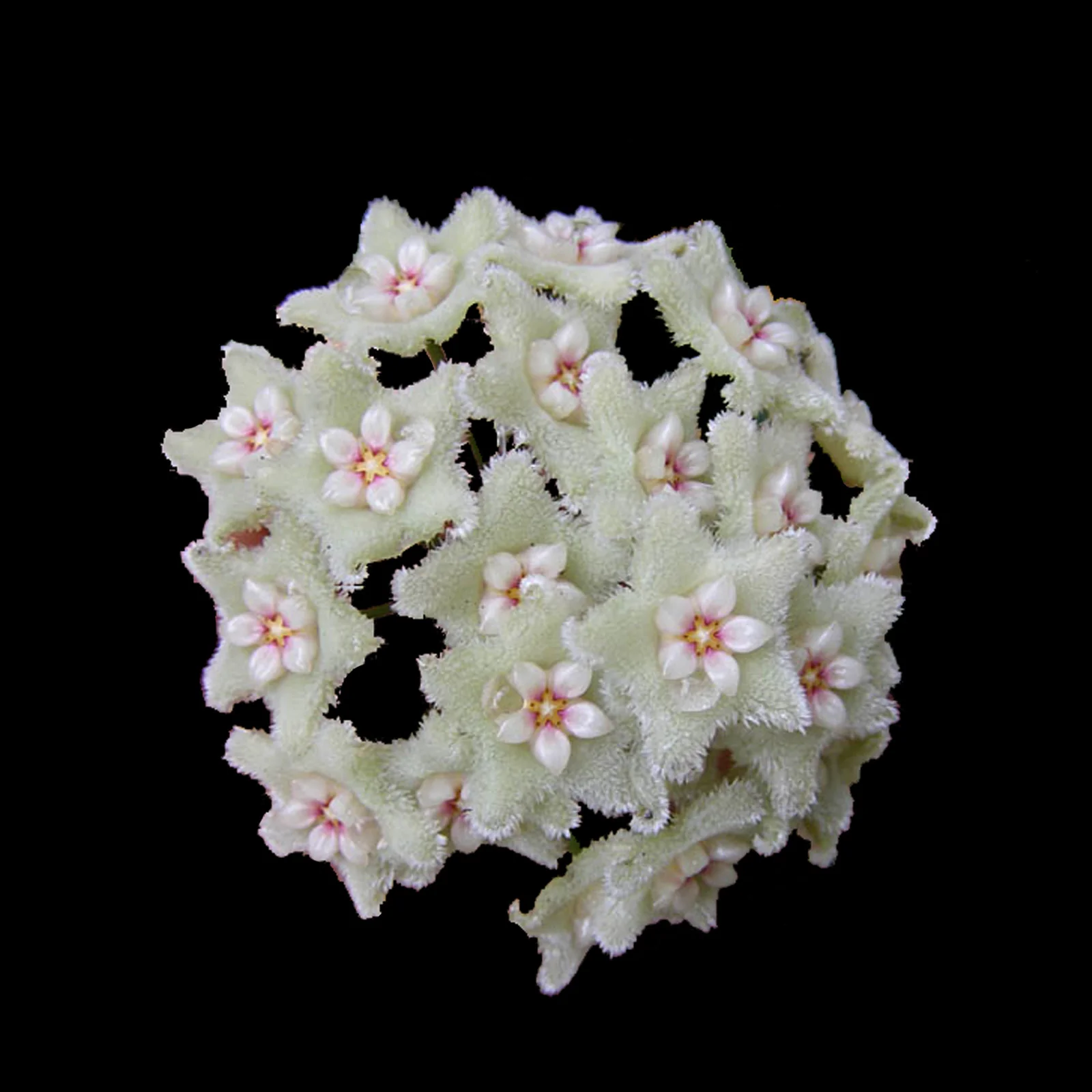 Hoya serpens - H007