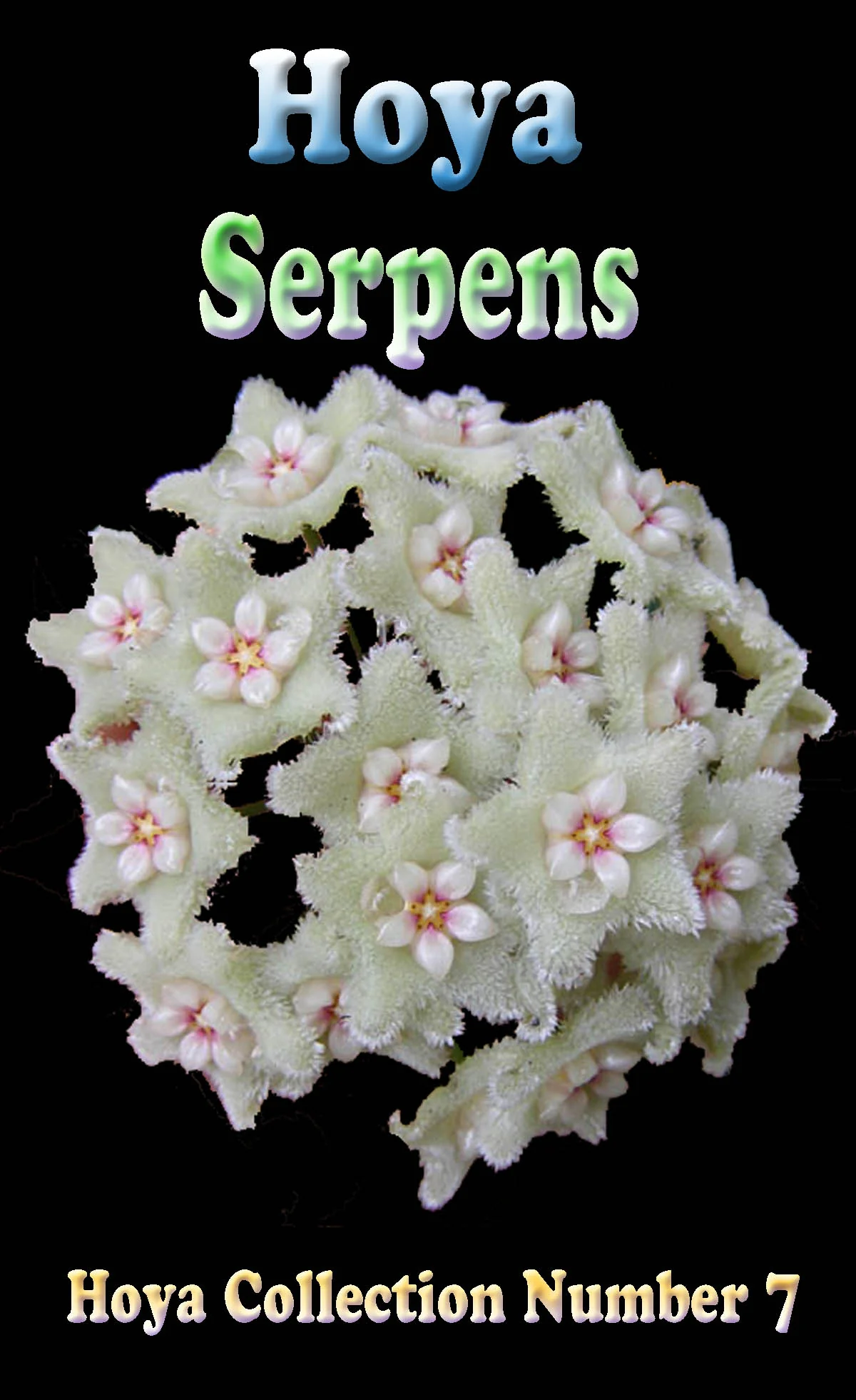 Hoya serpens - H007 - Image 2