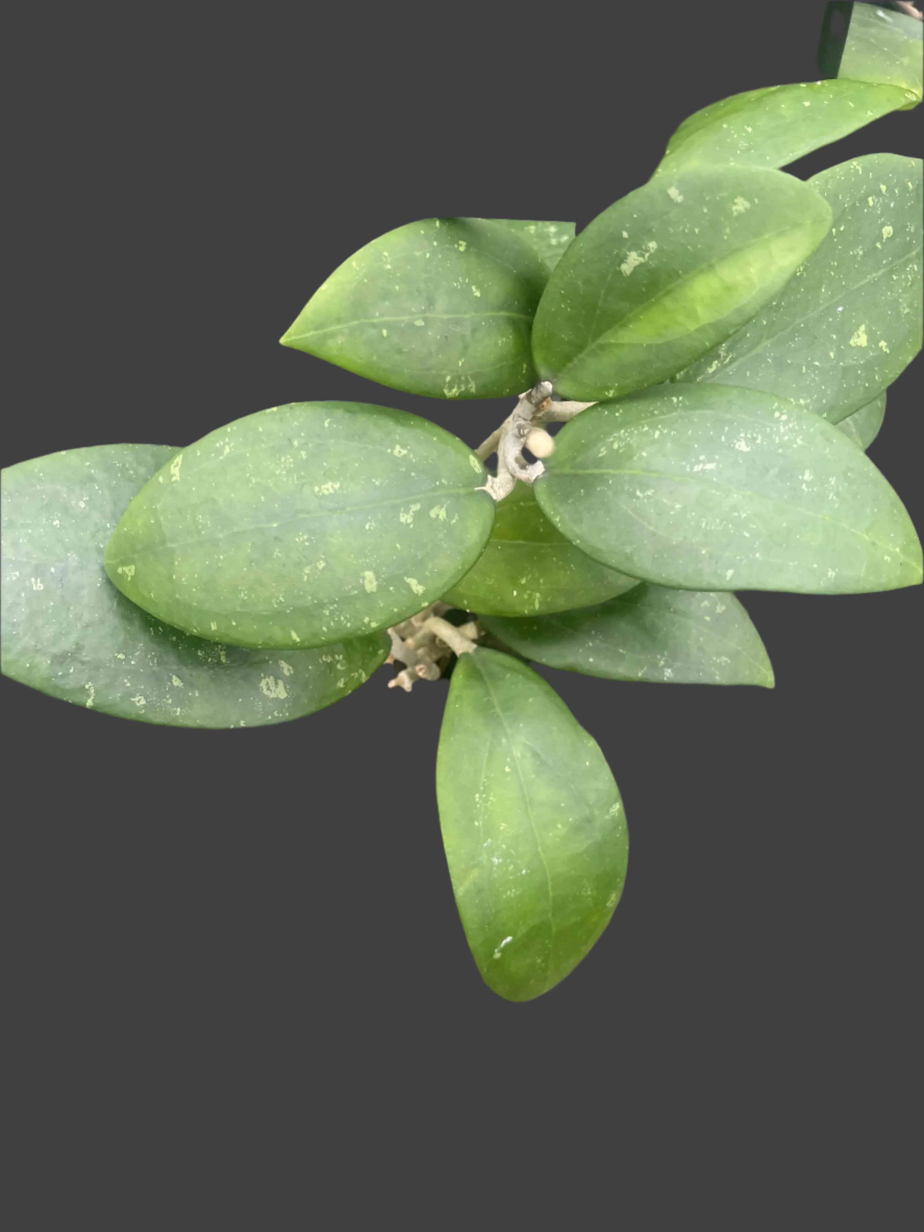 Hoya sp. Hat Som Paen (WA - Prohibited) - H174 - Image 3