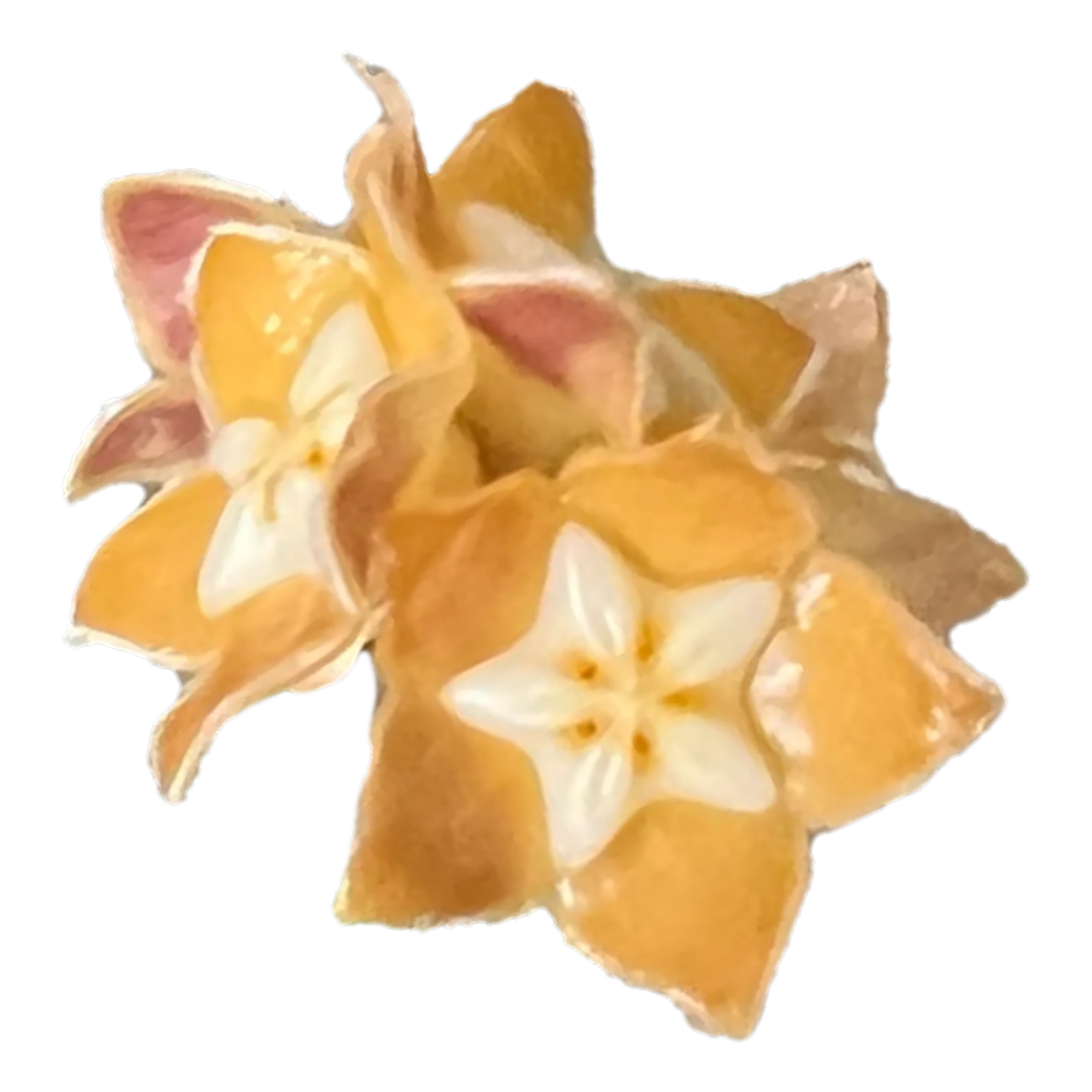 Hoya spartioides - H205