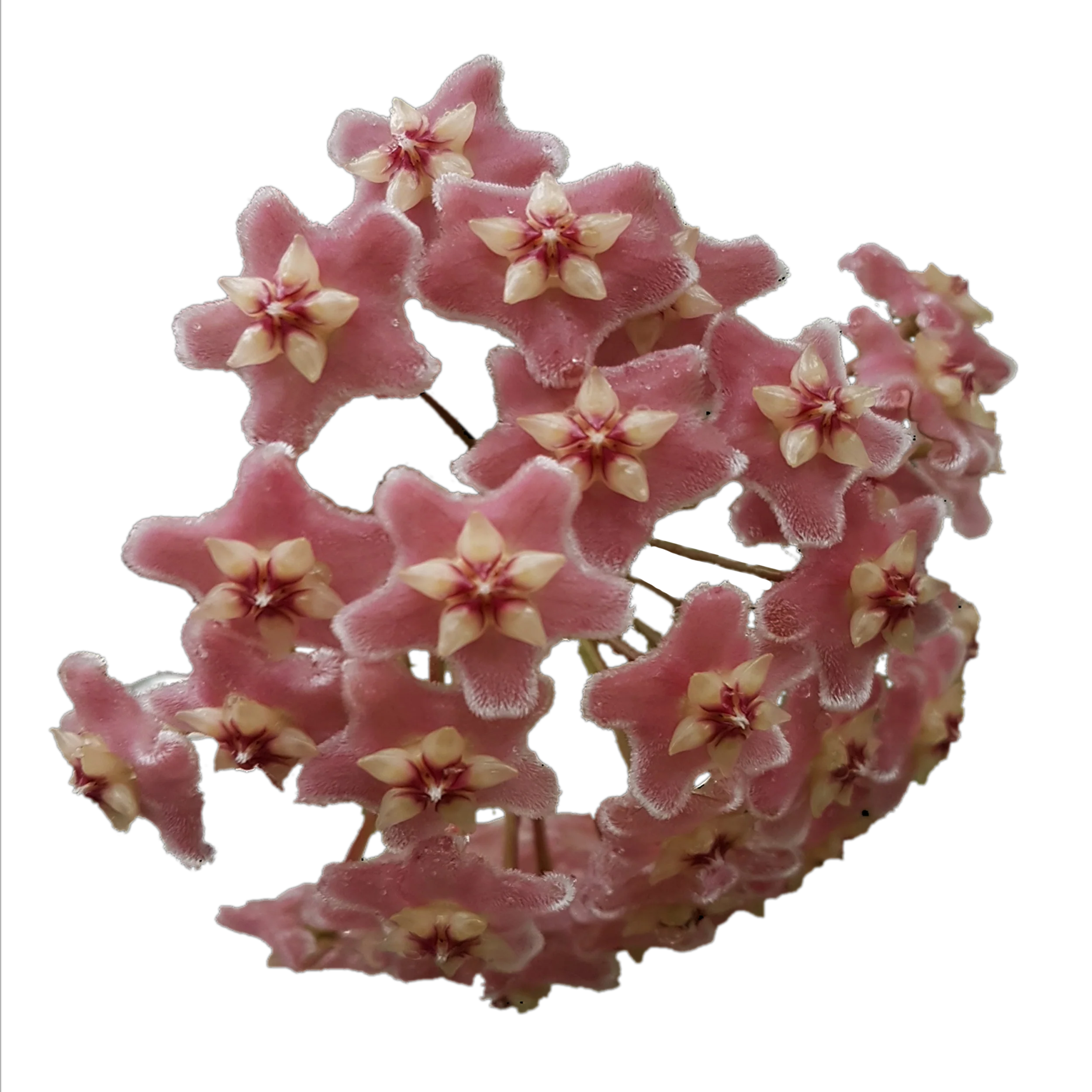 Hoya species ‘Pink’ - H104