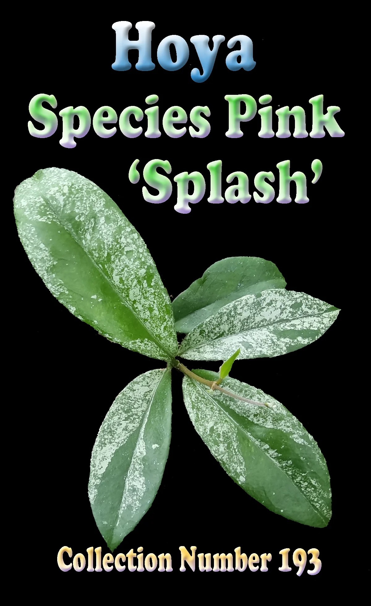 Hoya Species Pink 'Splash' - H193 - Image 2