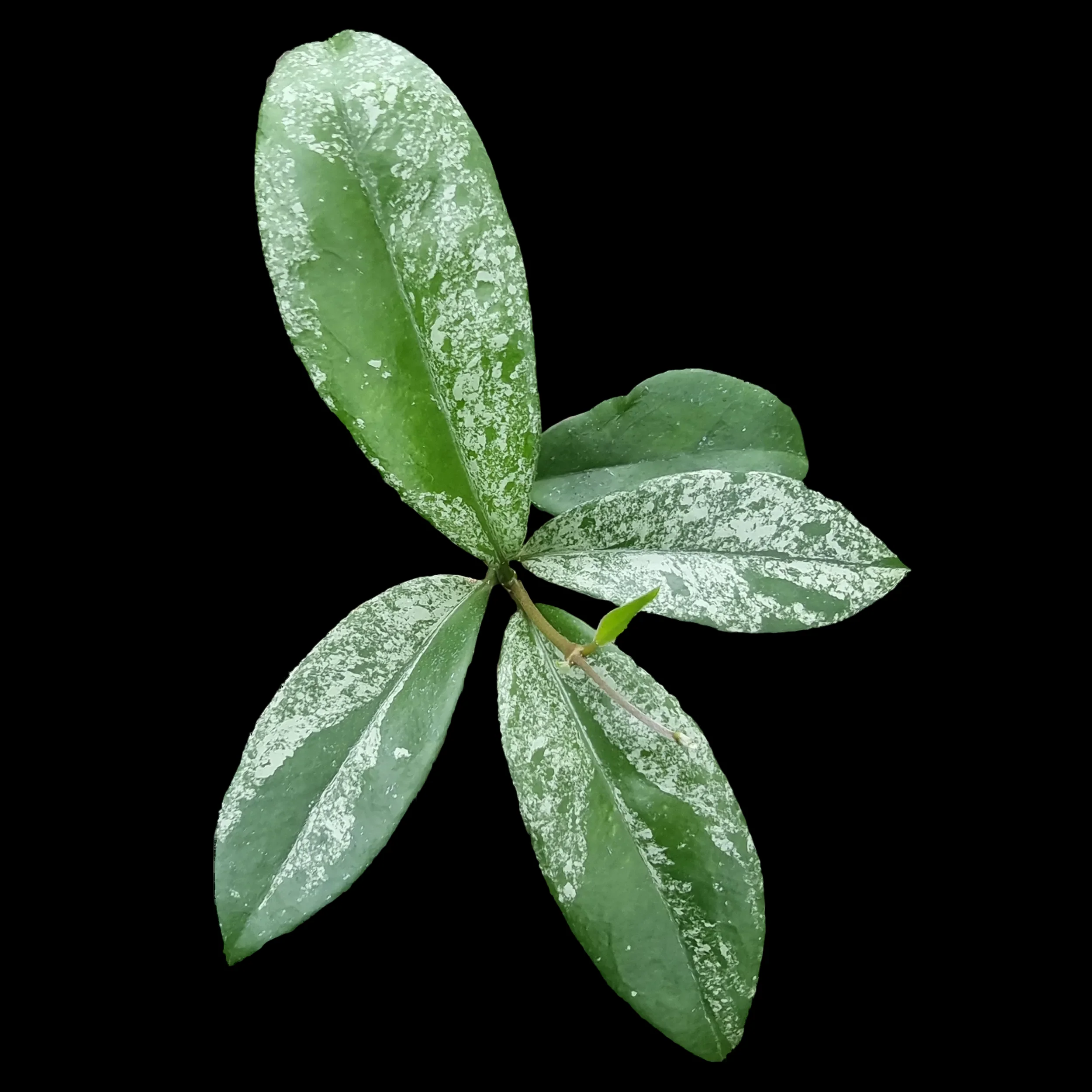 Hoya Species Pink 'Splash' - H193 - Image 3