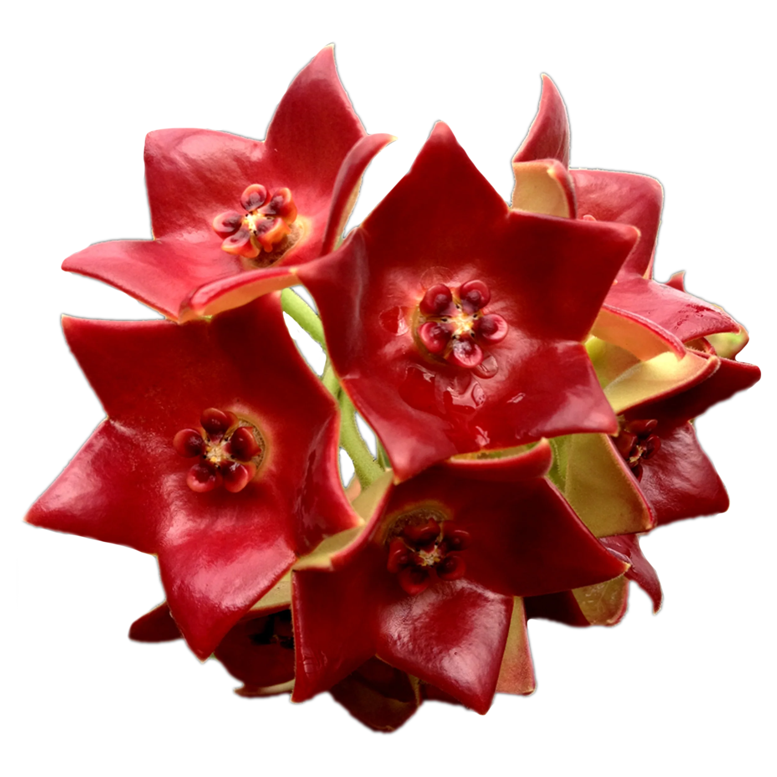 Hoya sussuela - H089 - Image 2