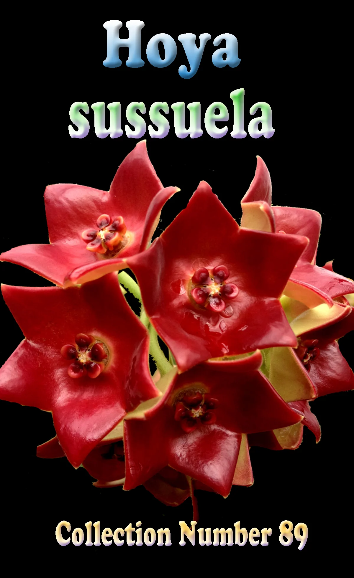 Hoya sussuela - H089 - Image 3