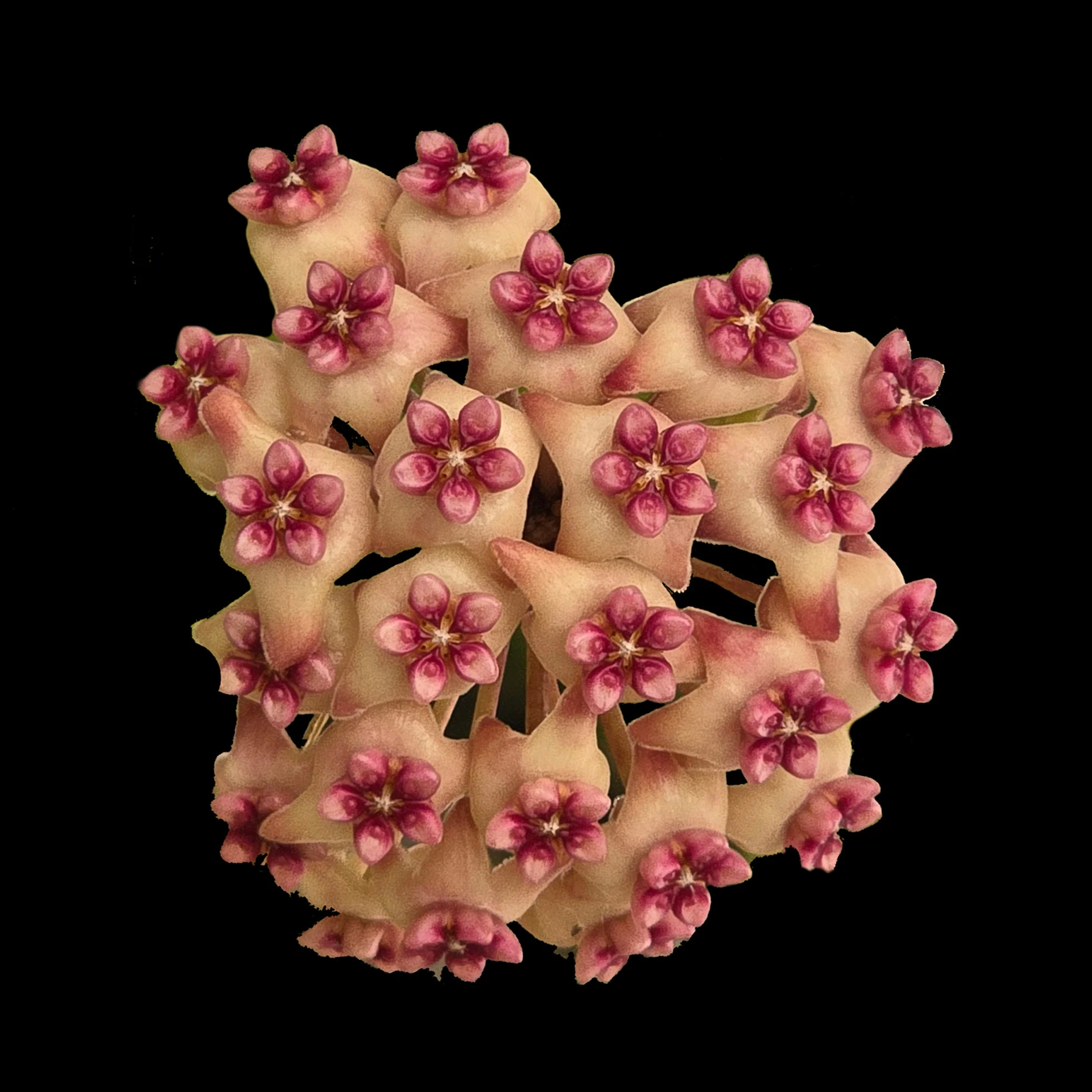 Hoya Sweet Scent - H228