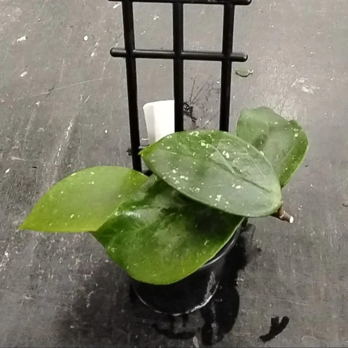 Hoya Sweet Scent - H228 - Image 2