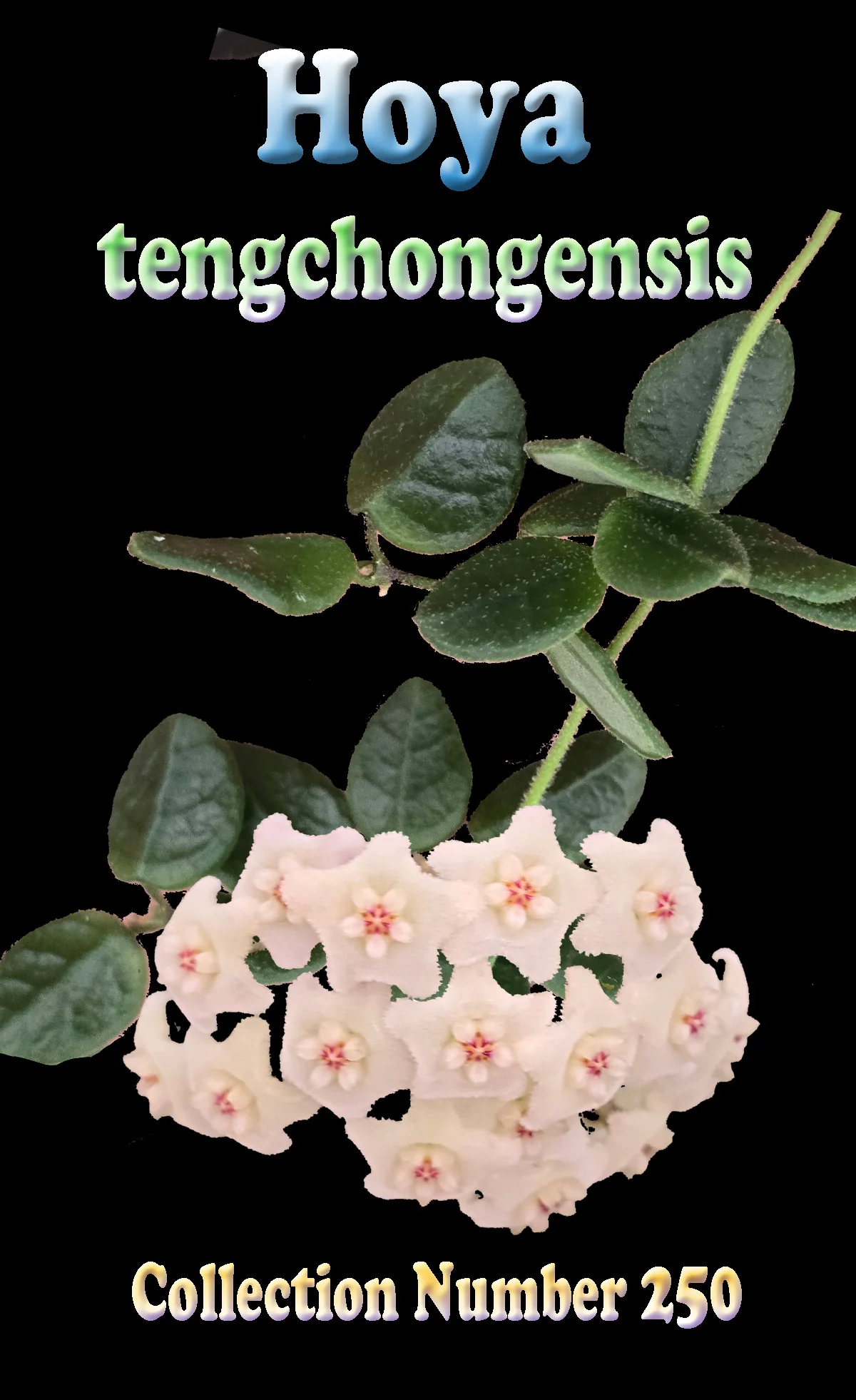 Hoya tengchongensis (WA Prohibited) - H250