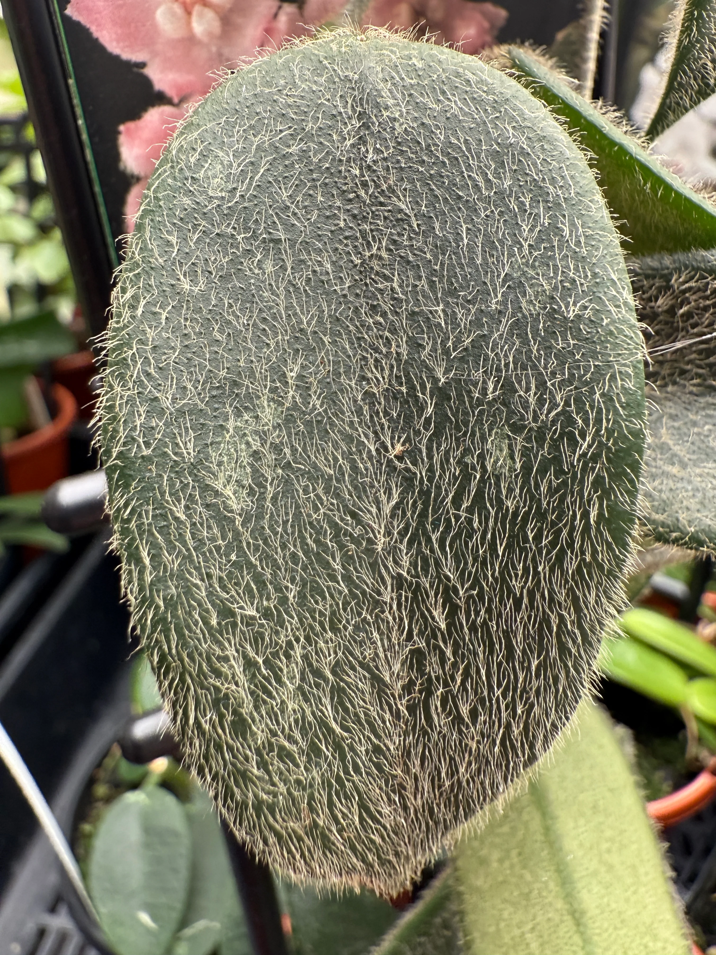 Hoya thomsonii 'Pink' - H224 - Image 2