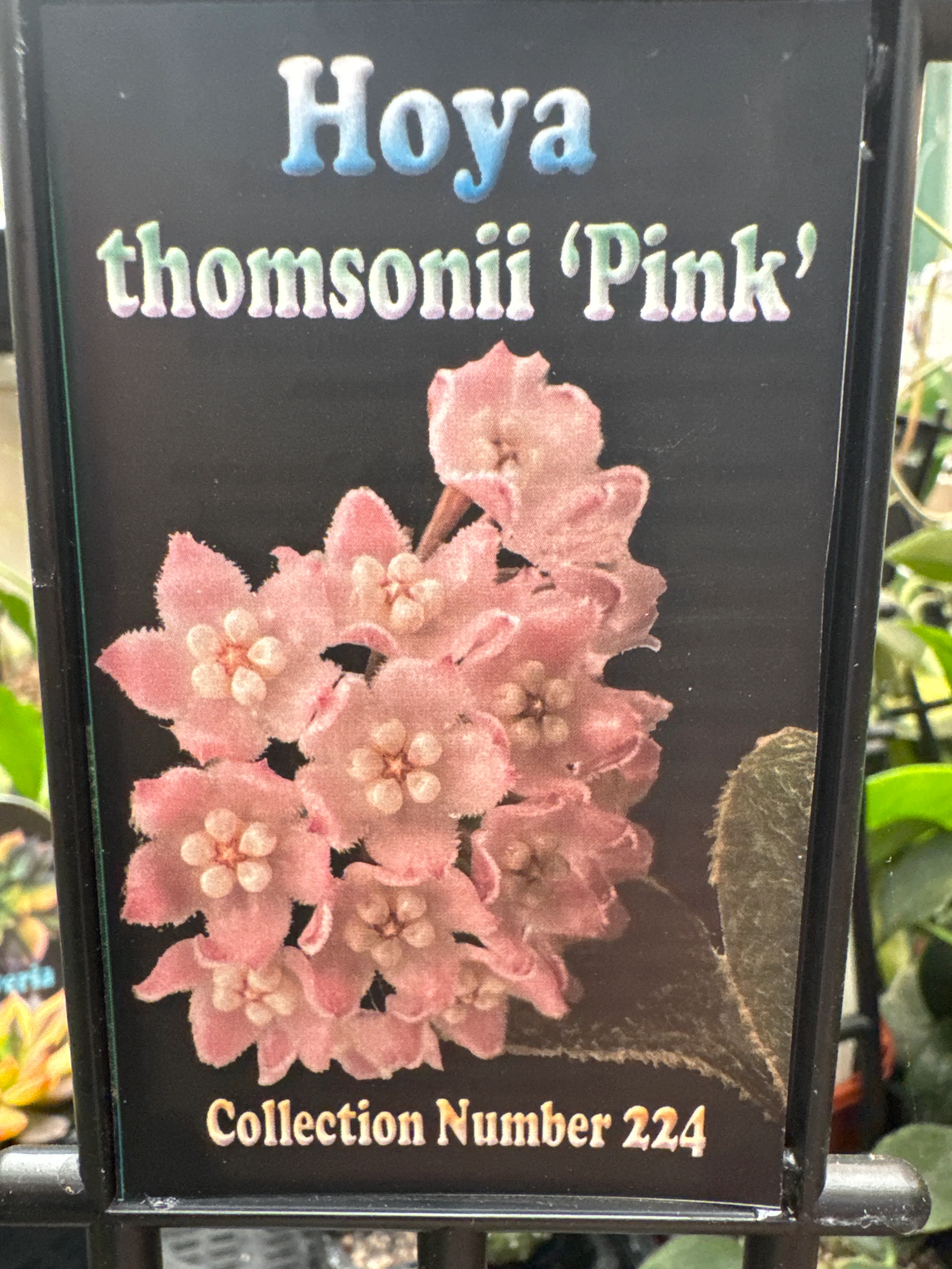 Hoya thomsonii 'Pink' - H224 - Image 4