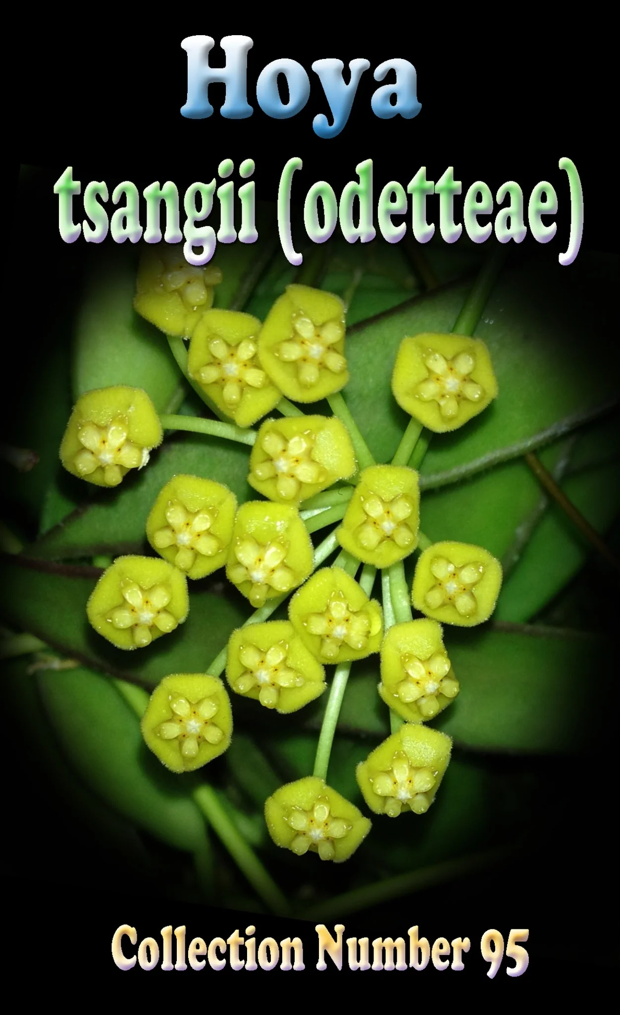 Hoya tsangii (odetteae) - H095 - Image 2