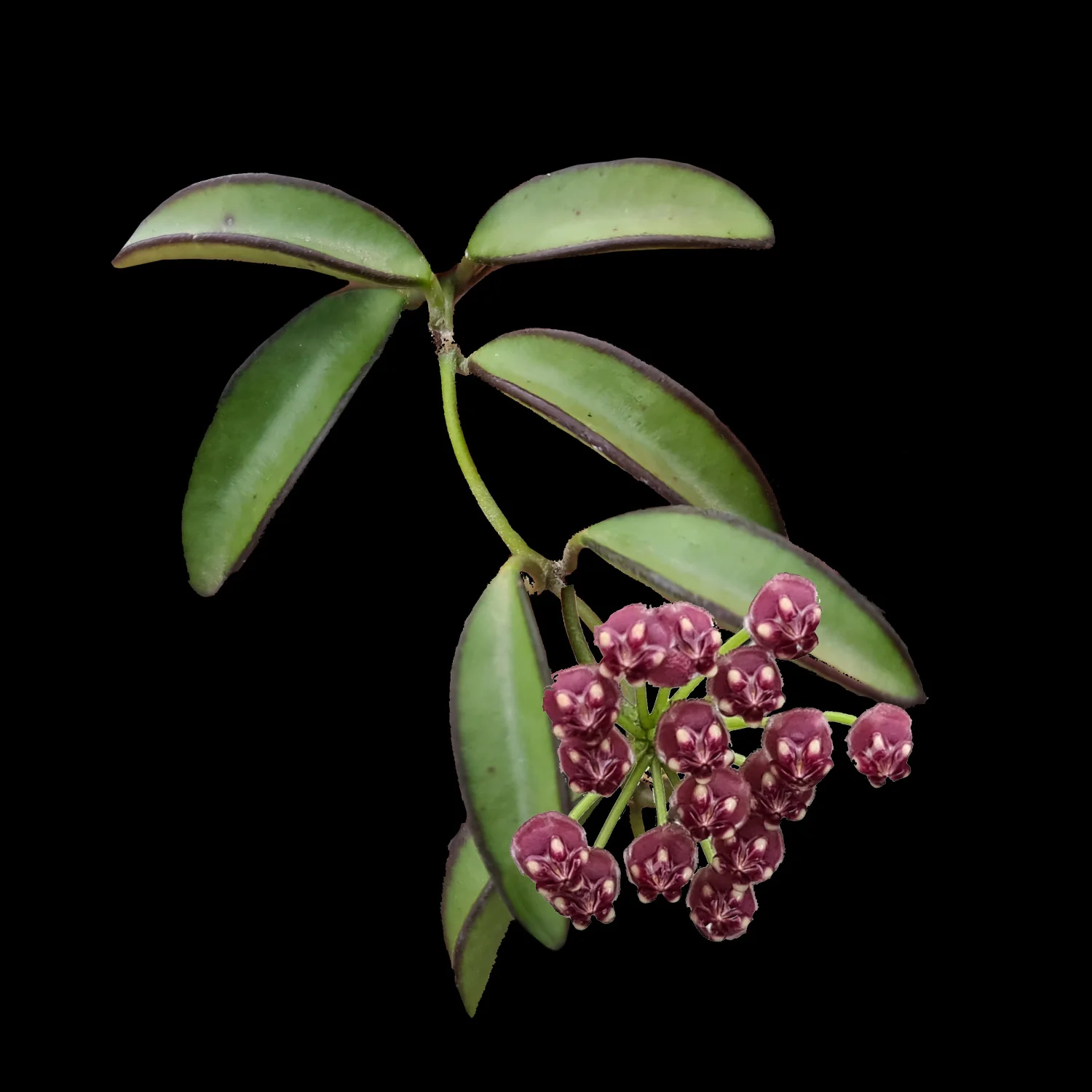 Hoya wayetii - H175